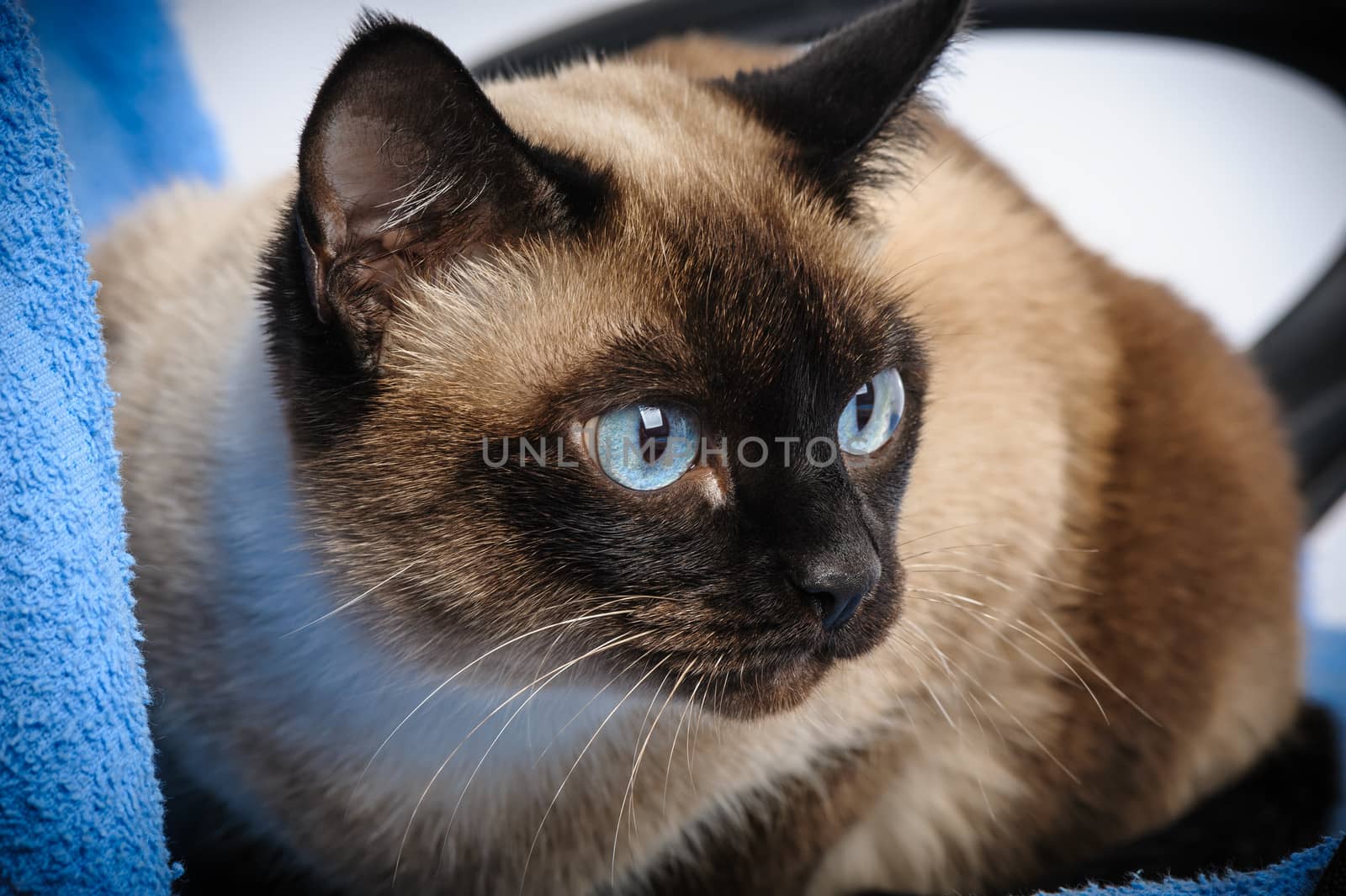 close up of cute blue-eyed siamese cat