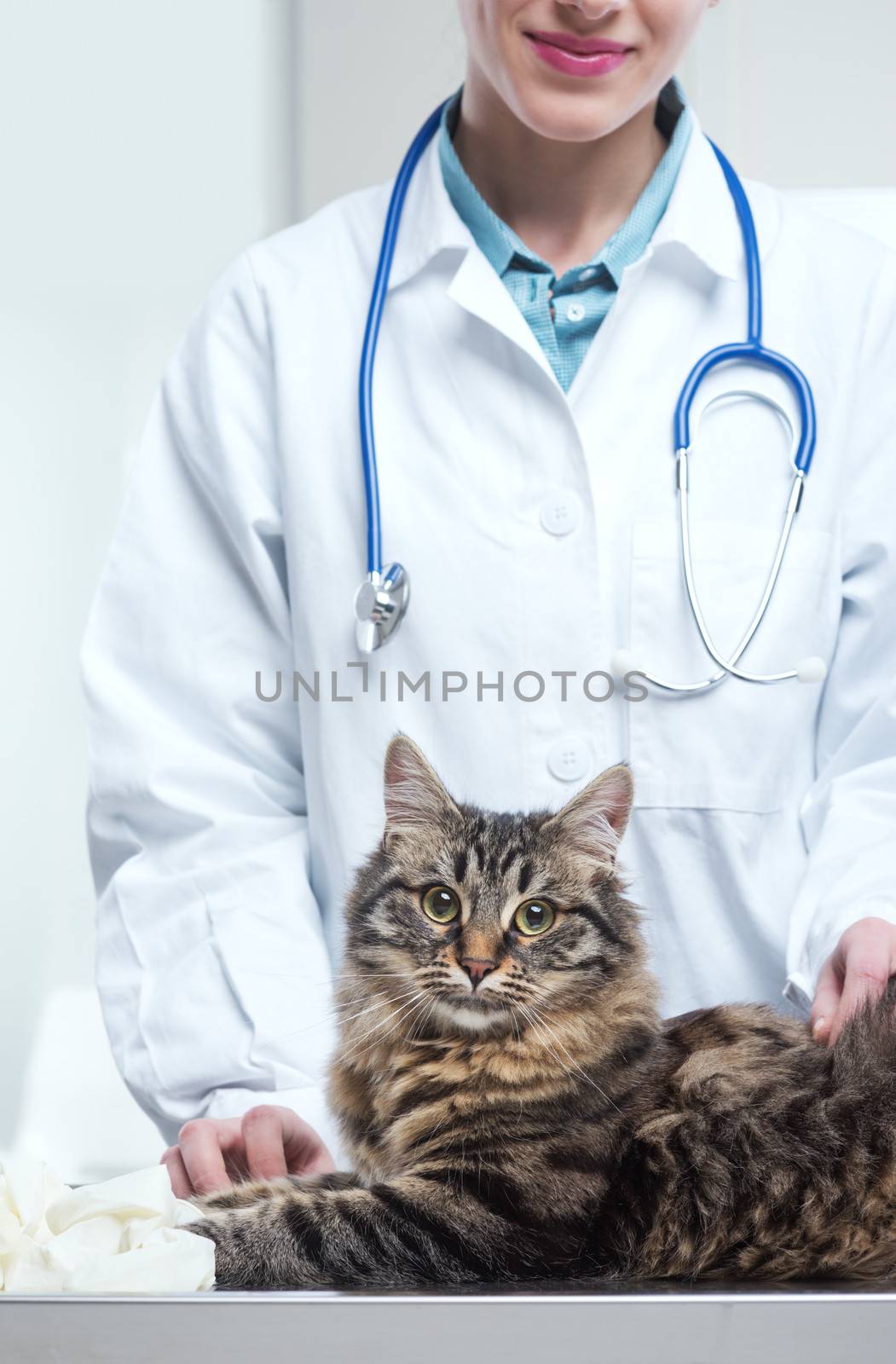 Vet with stethoscope and kitten, close up