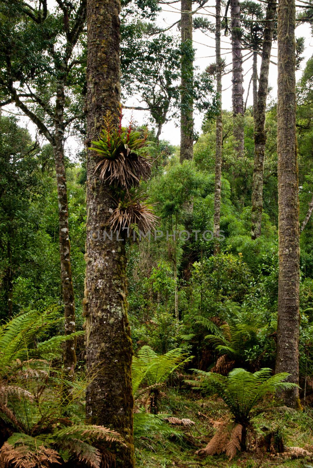 Trunks of Araucaria angustifolia, Brazilian pine tree. A endangered specie of southern Brazil.