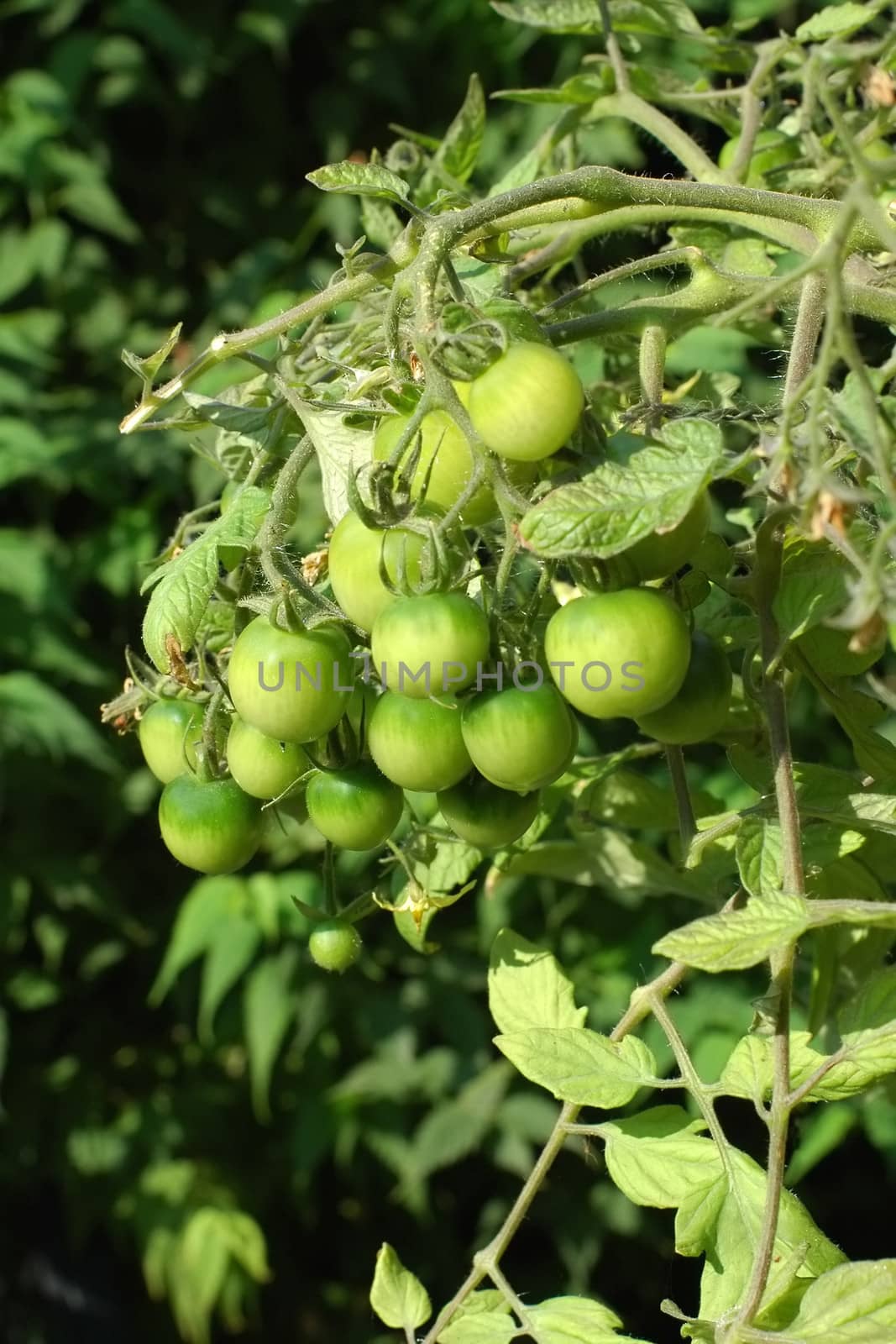 close-up of organic green tomatoes growing on the vine
