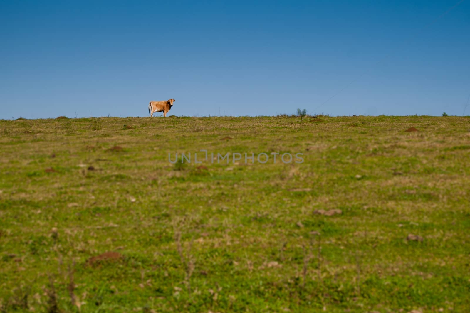 Lone cow on green grassland with blue sky in the background, southern Brazil.