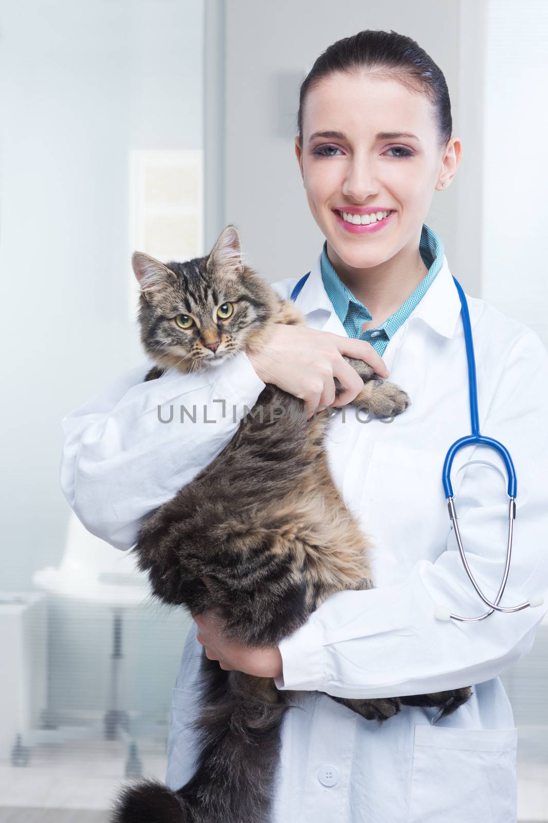 Veterinarian doctor holding of a cute beautiful cat