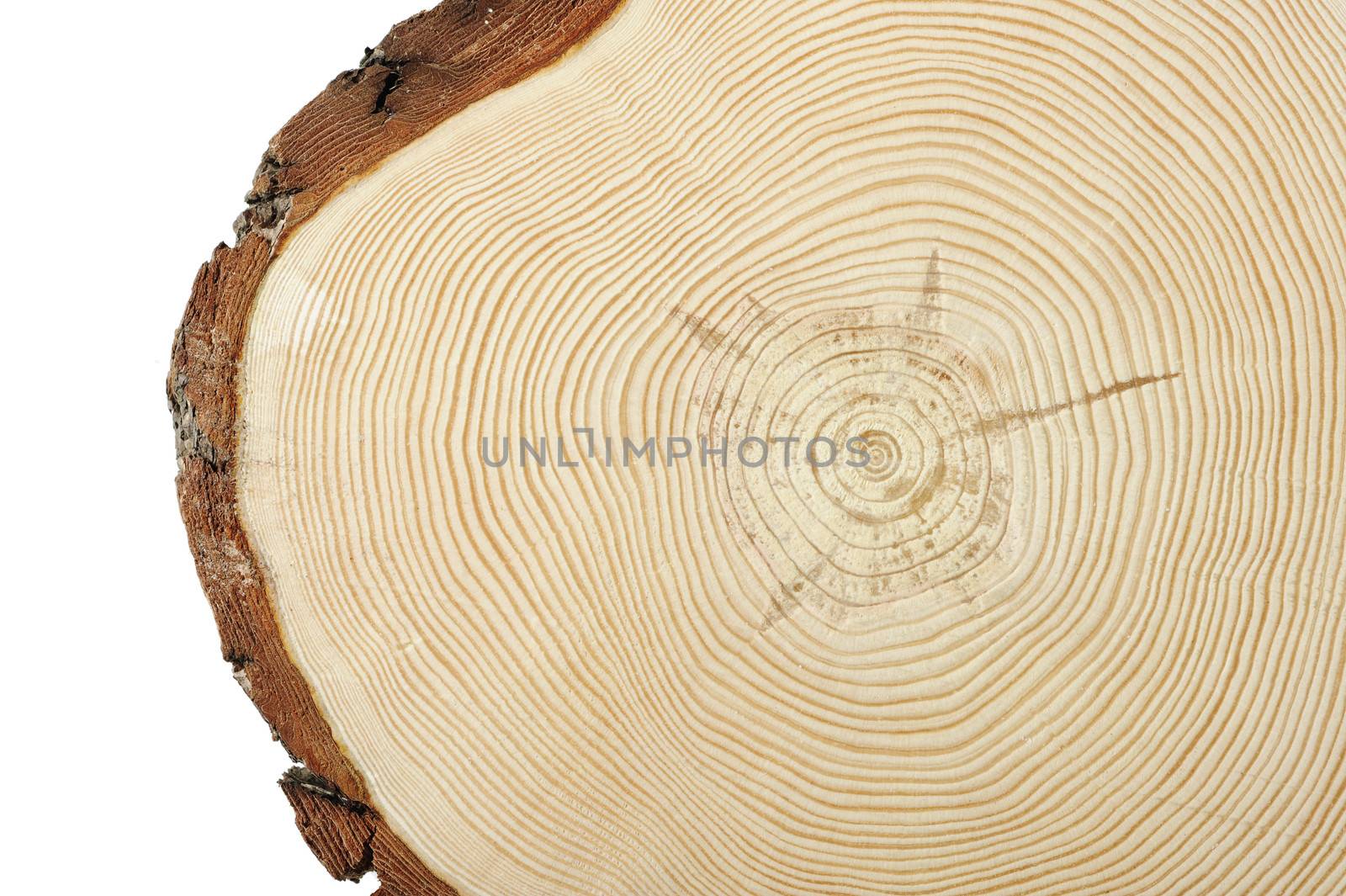 Circular wood cross section with curved lines showing growth.
