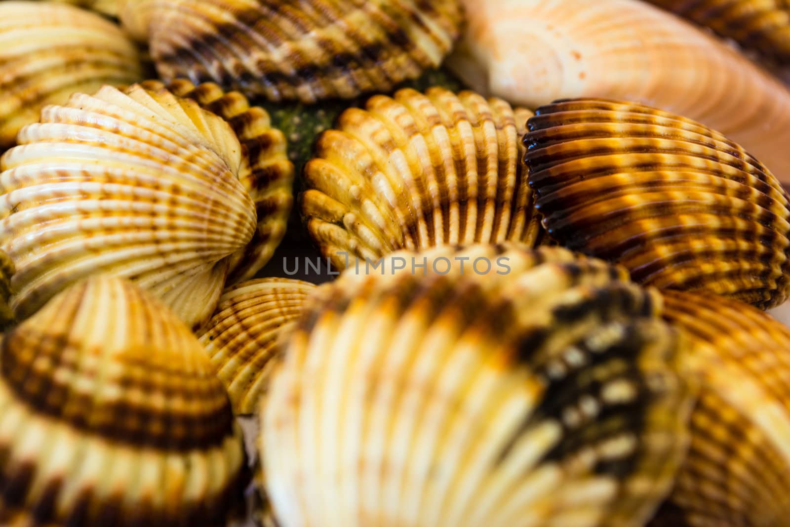 Closeup collection of many seashells