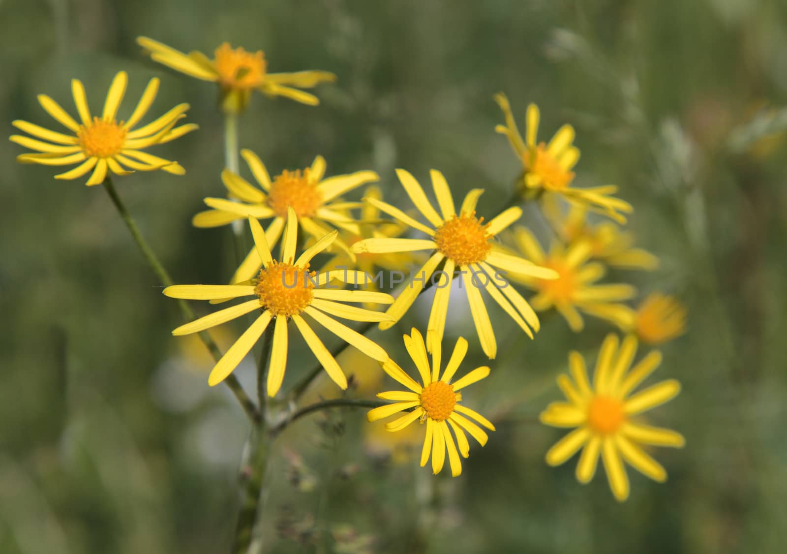 flowers Common Ragwort (Senecio jacobaea)