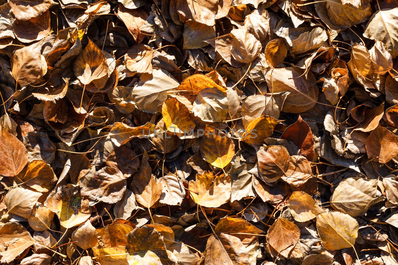 Fallen leaves in autumn park shot closeup background