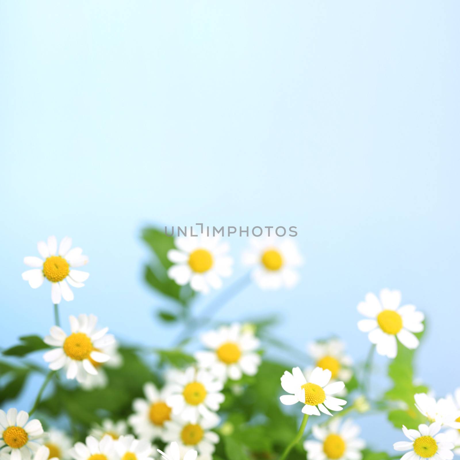 White daisies over blue sky background