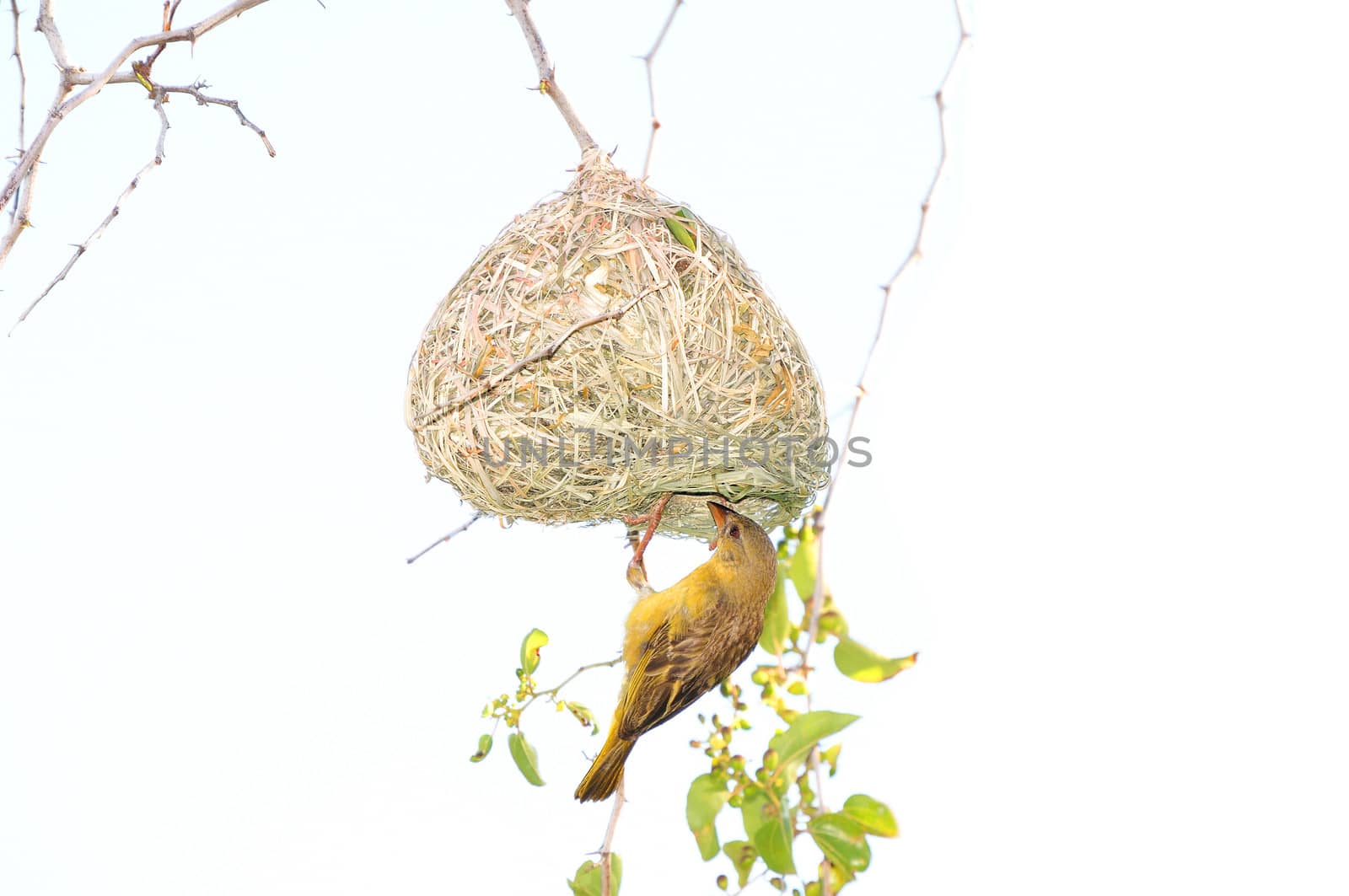 Male Southern Masked Weaver building his nest 
