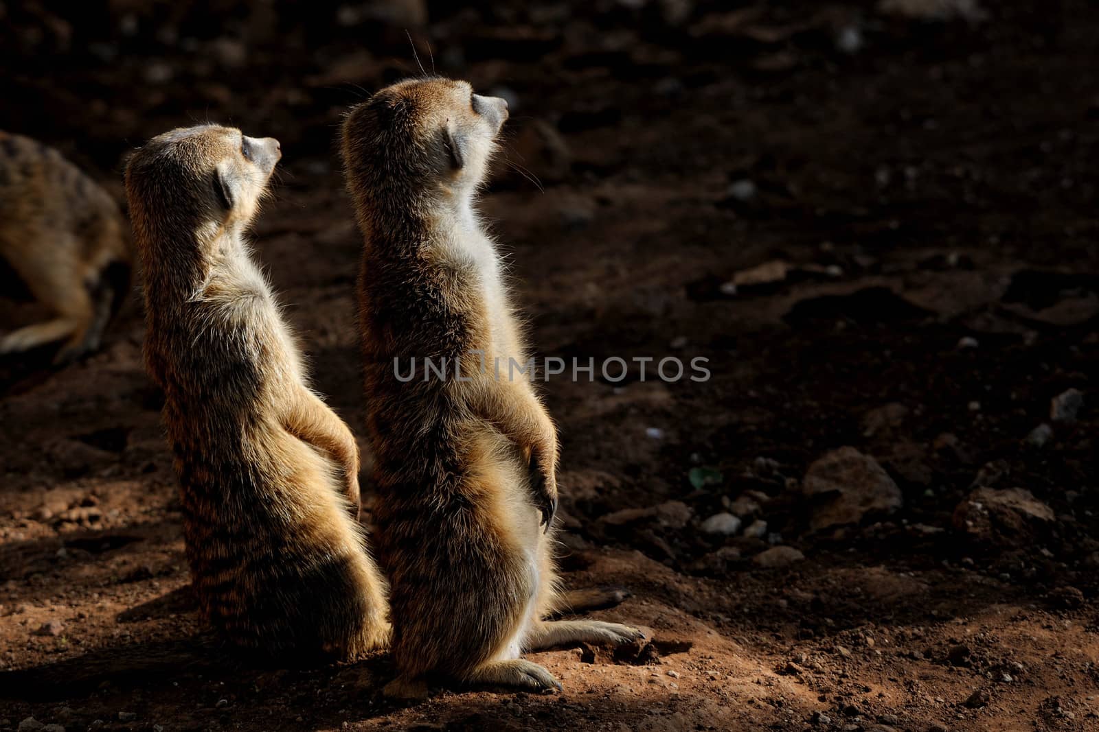 The meerkat or suricate, Suricata suricatta, is a small mammal belonging to the mongoose family. 

