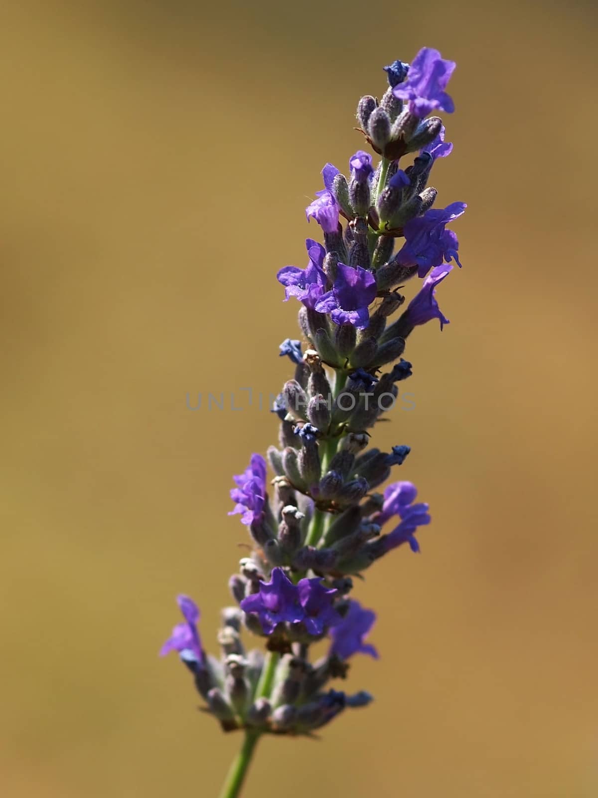 beautiful violet lavender - background       