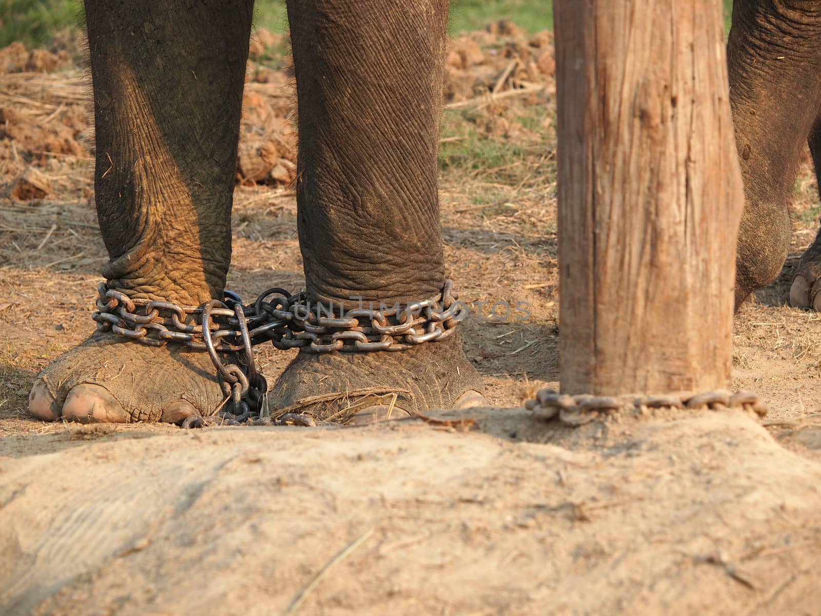 elephant legs in a chains        