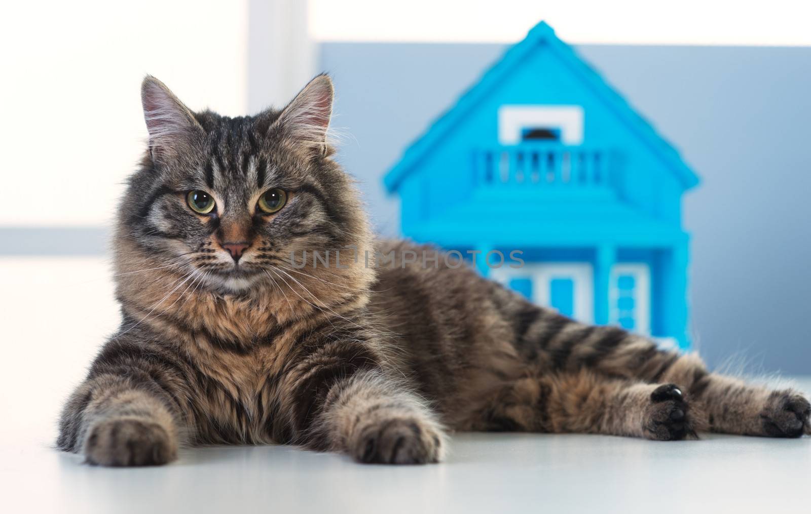 Beautiful cat posing in front of a model house on a desk.