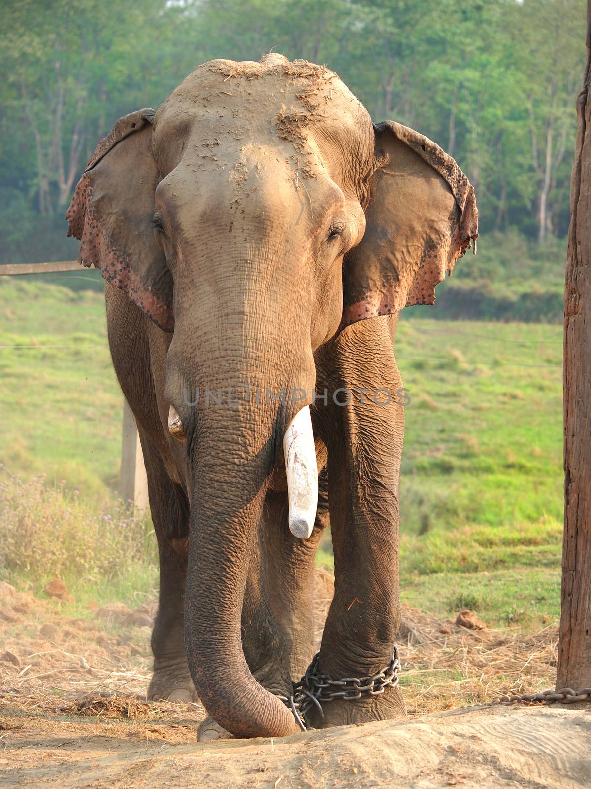 elephant with legs in a chains       