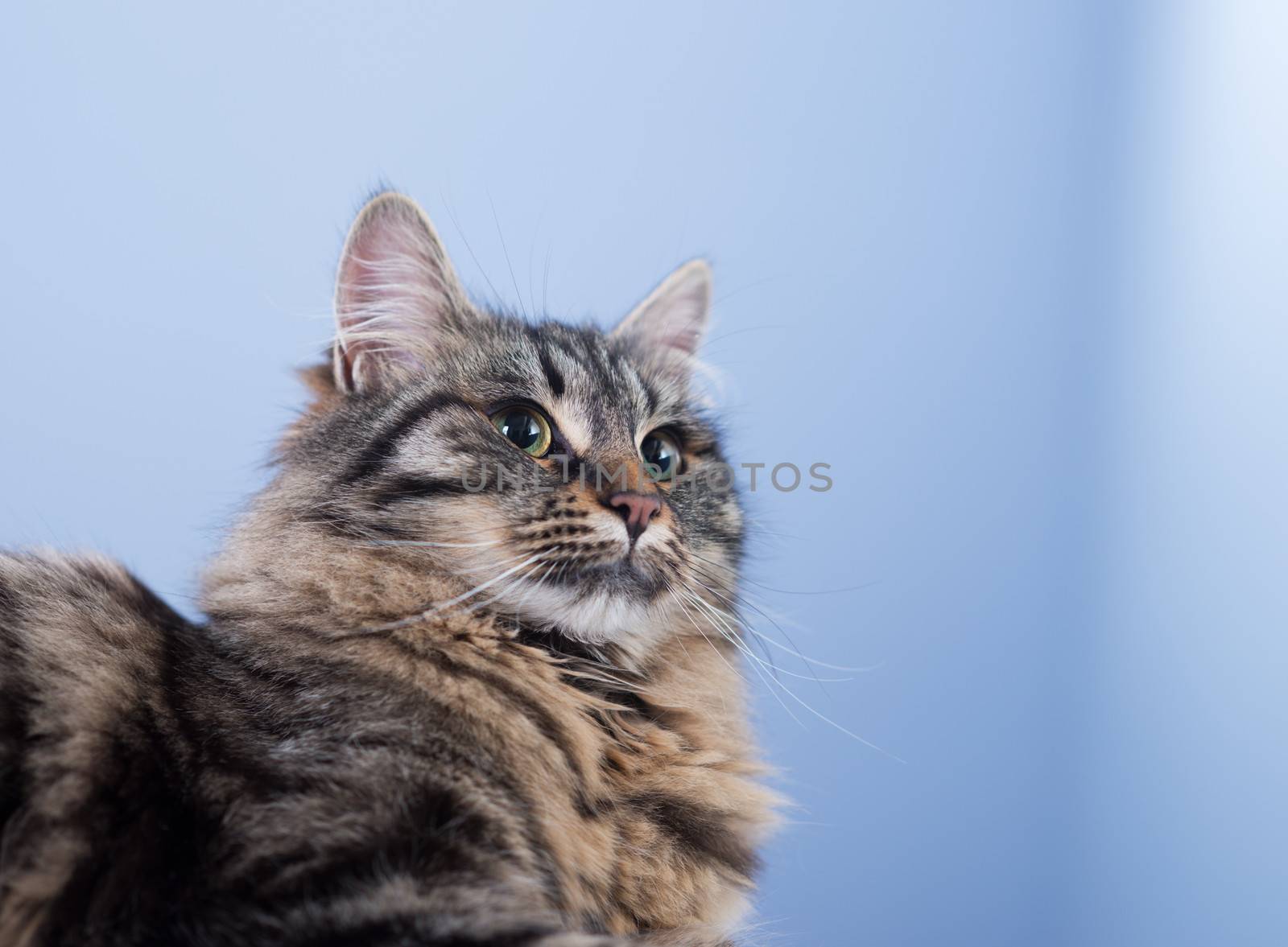 Beautiful long hair cat posing and looking away.