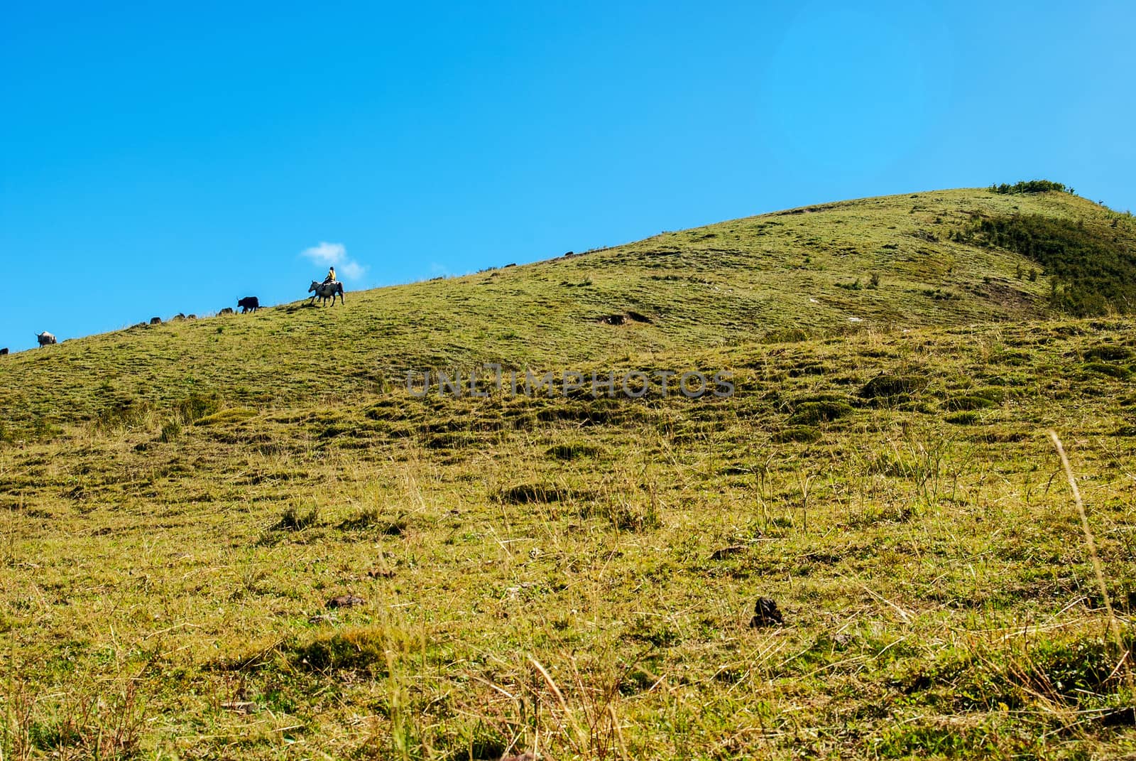 Hillside, pasture by xfdly5