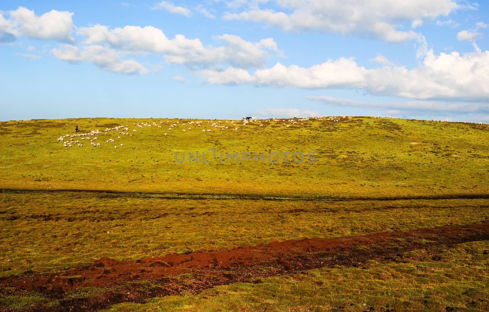 Hillside, pasture by xfdly5