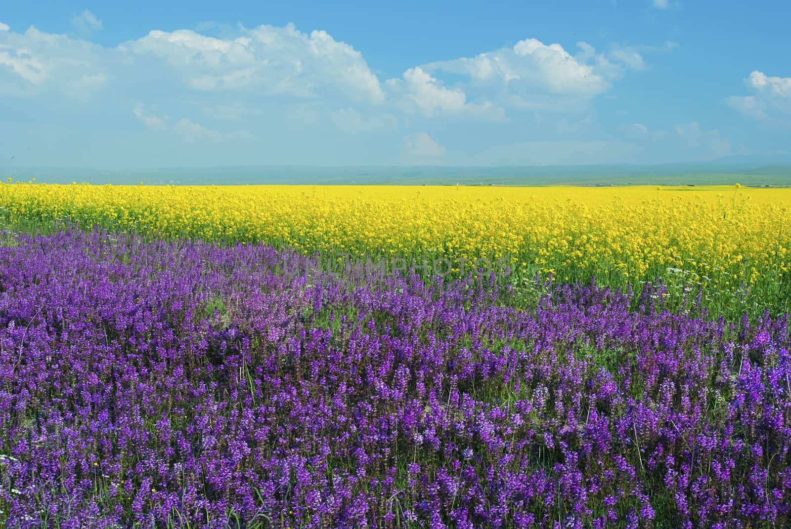 Qinghai Lake views - canola flower fields by xfdly5