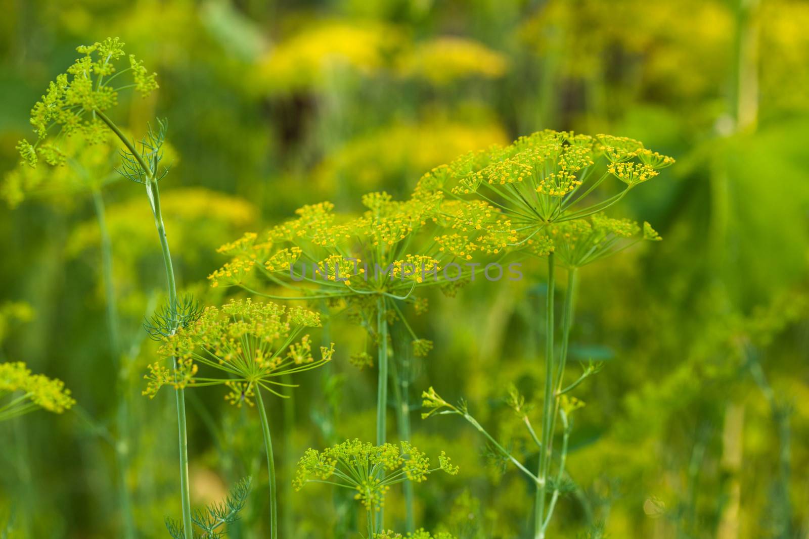 Dill flowers in the garden close up
