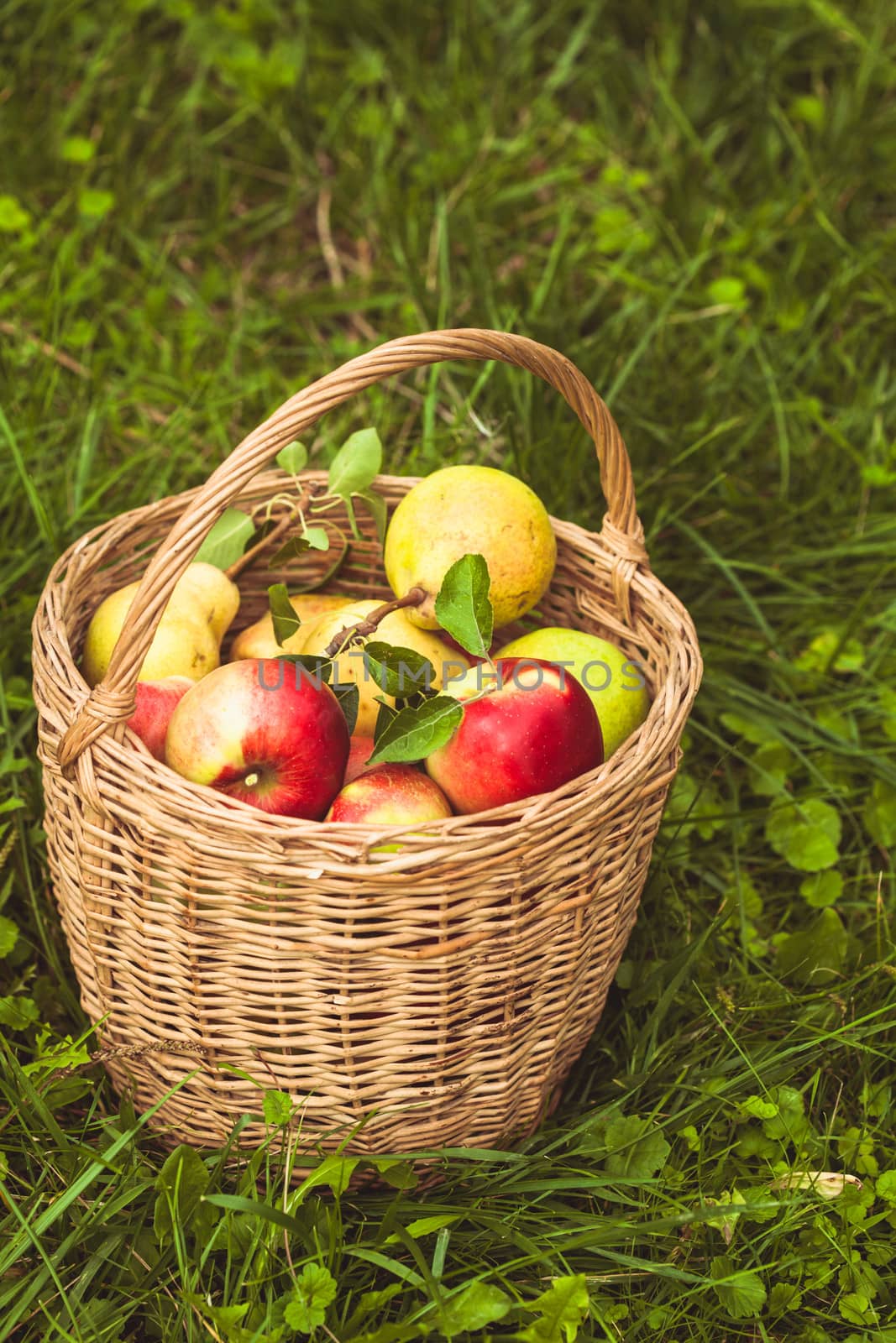 Apples and pears scattered from the basket on a grass in the garden