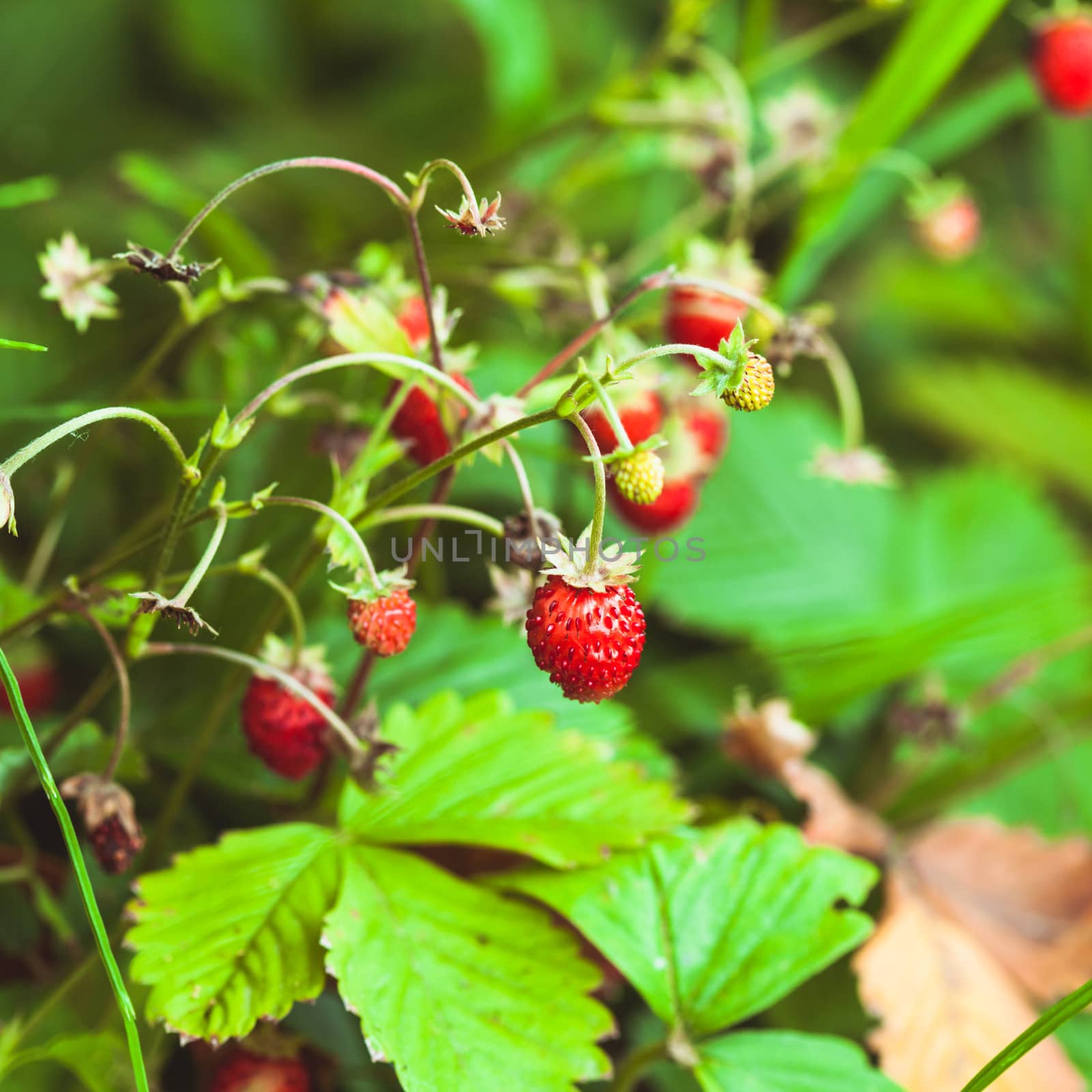 The wild strawberry bush in a forest