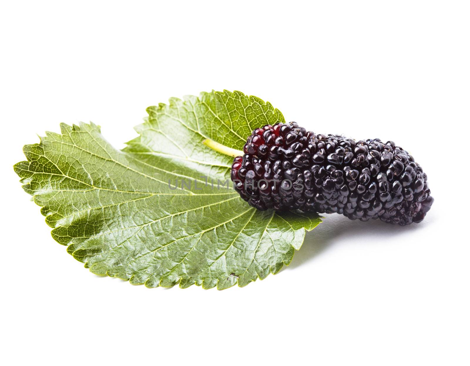 Mulberry berry with green leaf on white background