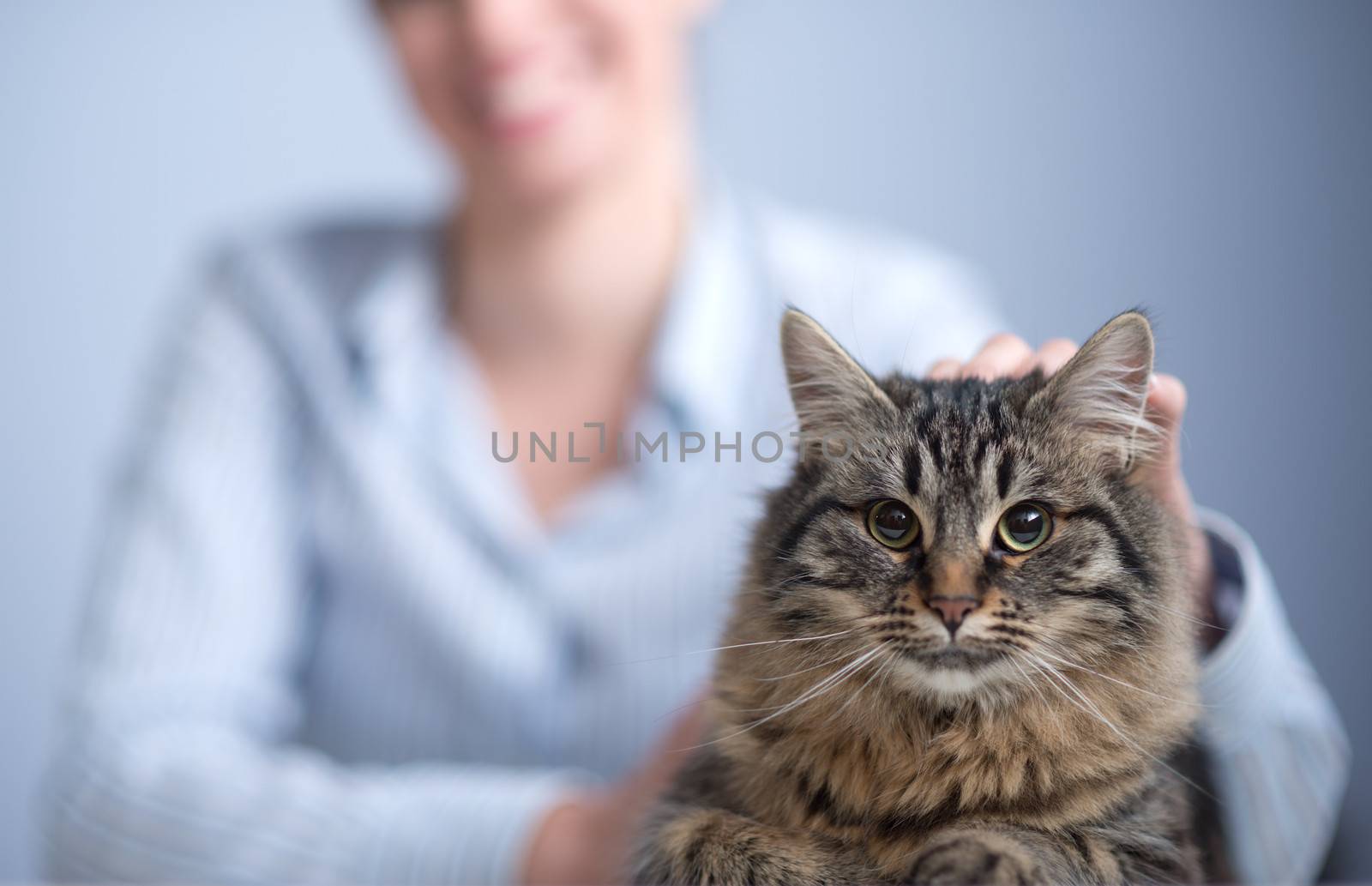 Beautiful long hair cat with woman on the background.