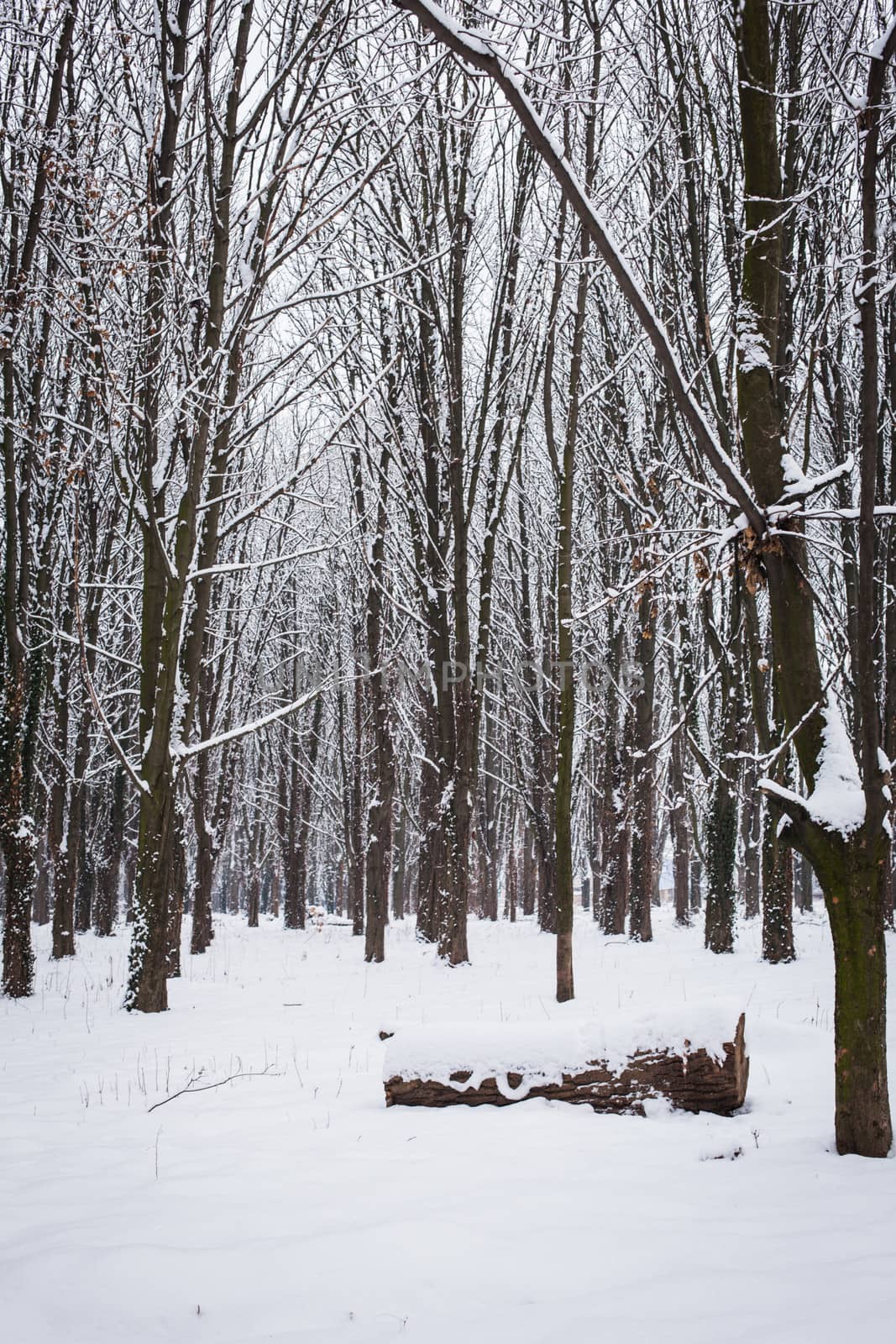 Snow covered trees in the forest in winter