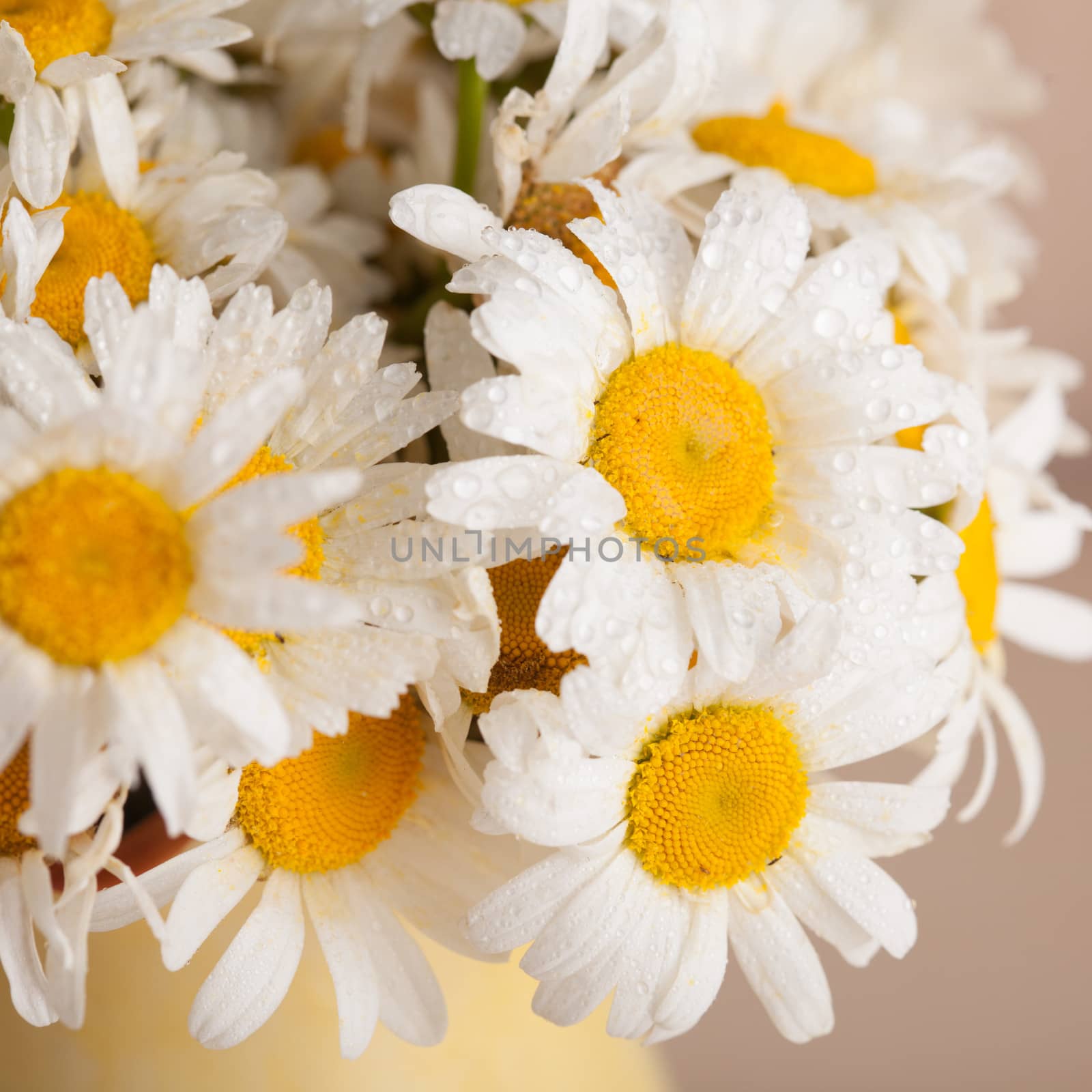 White daisies in vase with waterdrops close up