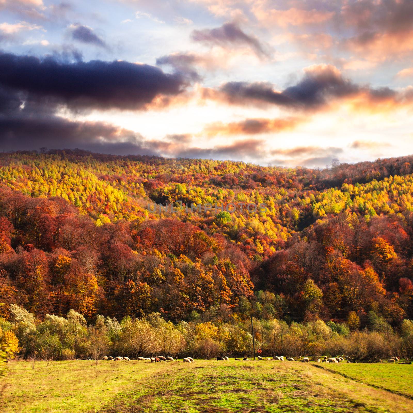 Fall landscape by oksix