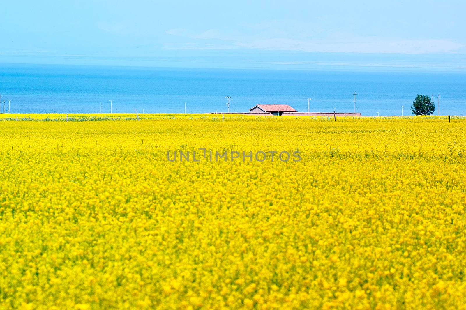 Qinghai Lake views - canola flower fields by xfdly5