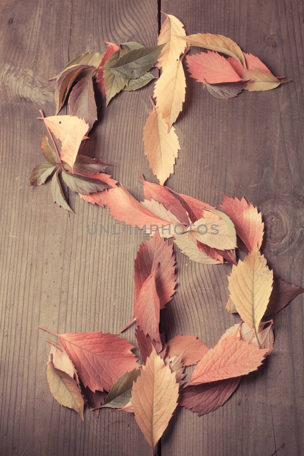 Dollar symbol from leaves on wooden background