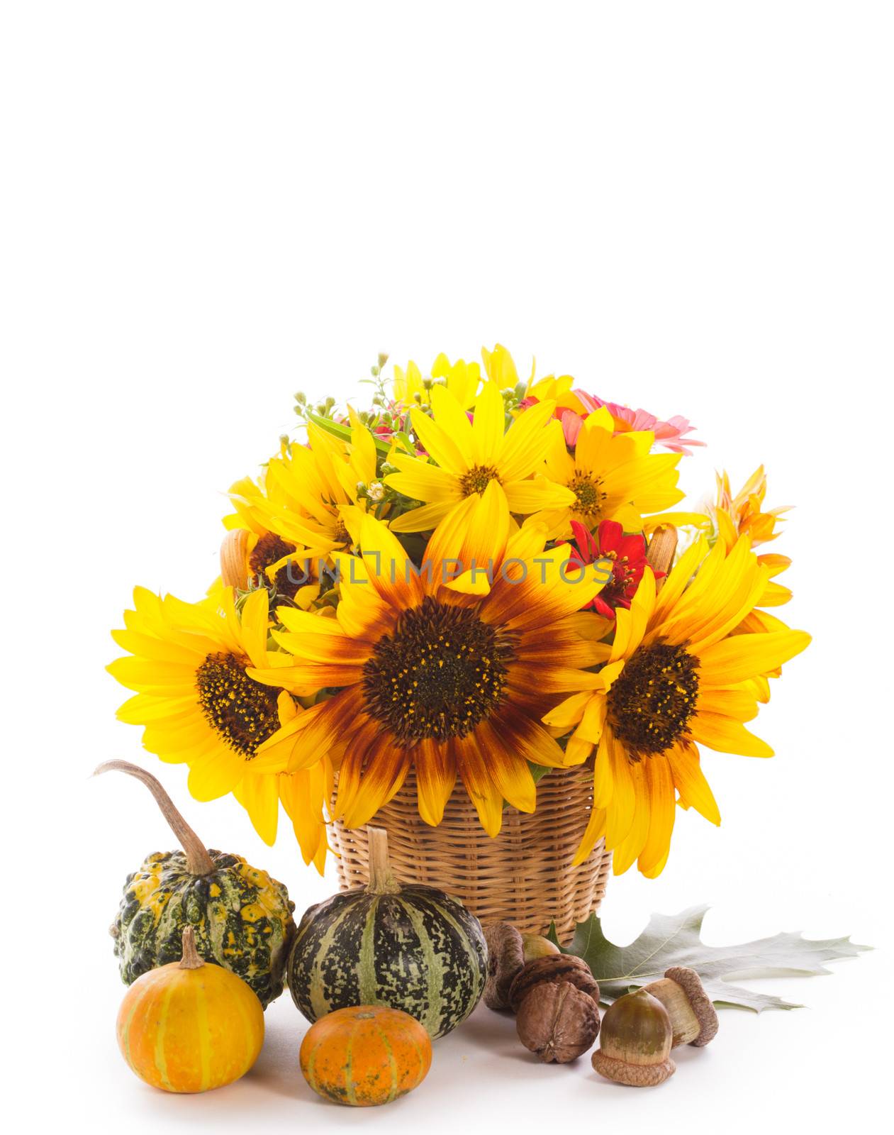 Sunflowers and pumpinks, walnuts, acorns isolated on white