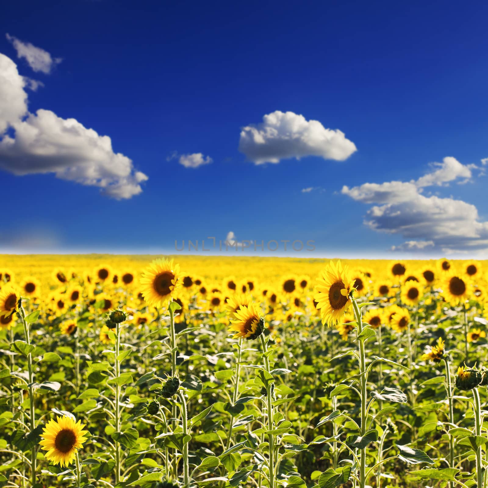 sunflower field by oksix