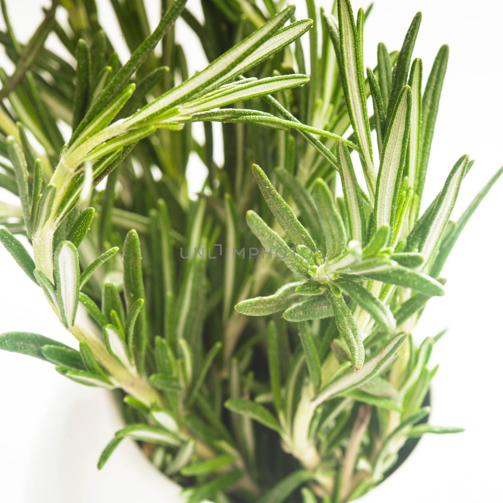 rosemary leaf close up in white cup