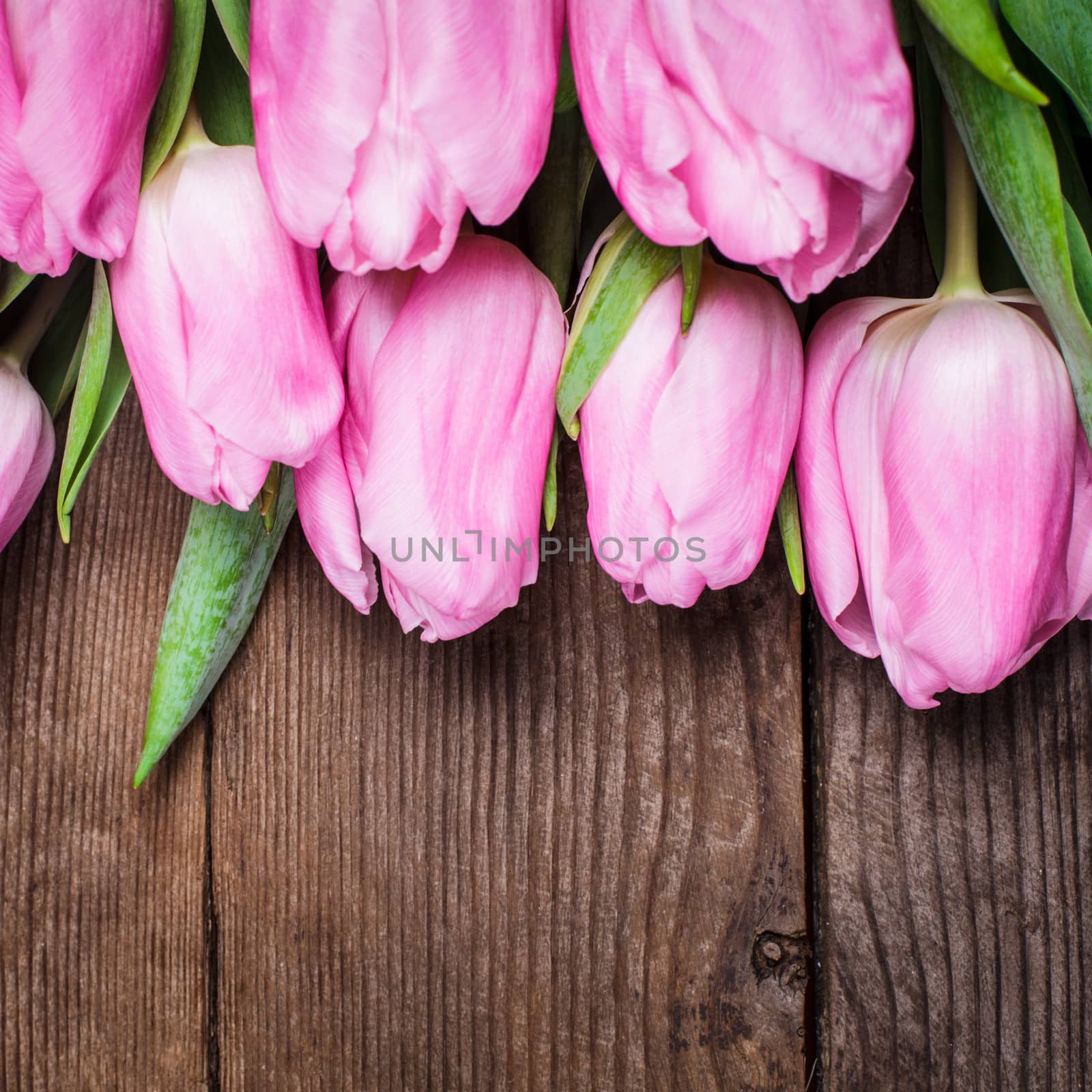 Pink tulips close up over old wooden background