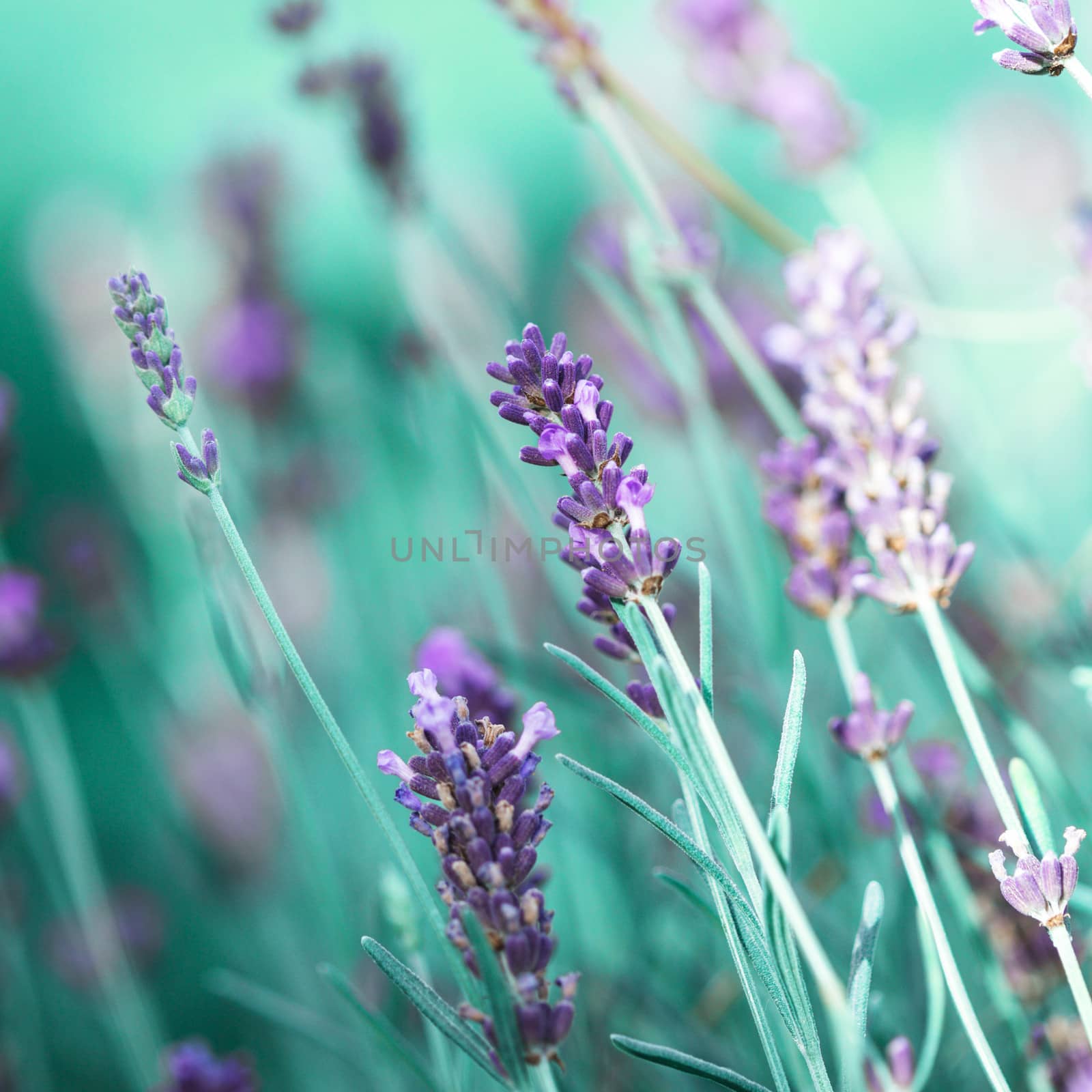 Field of lavender flower closeup on blurred background