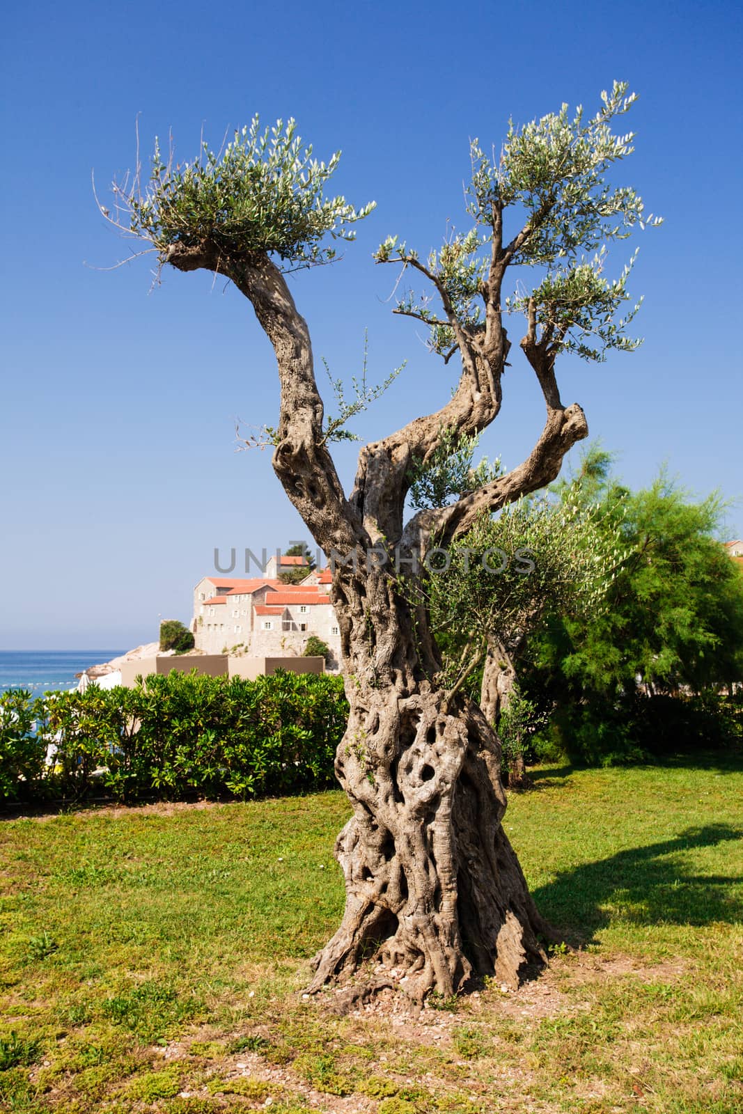 Decorative olive tree in the garden. St. Stephan, Montenegro