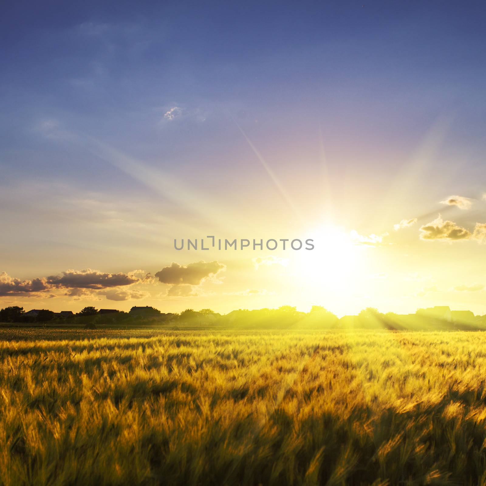 Wheat field over sky with sundown. Nature landscape