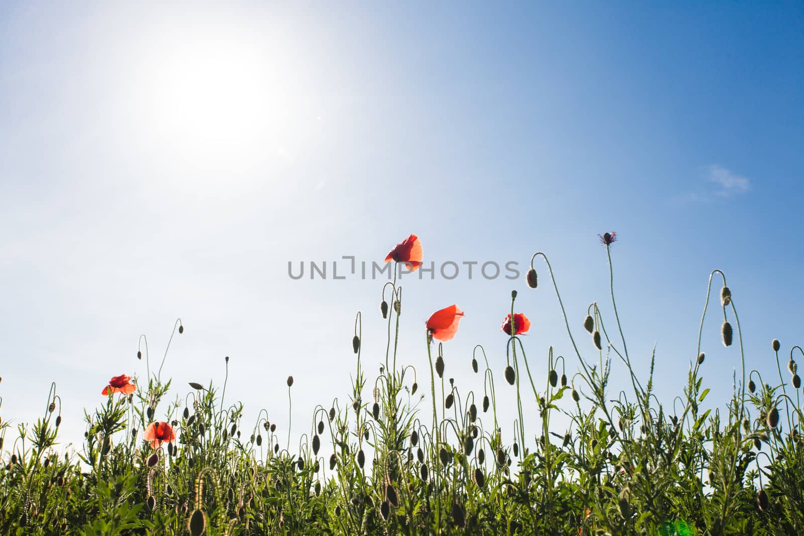 Poppies field over blue sky with sunshine