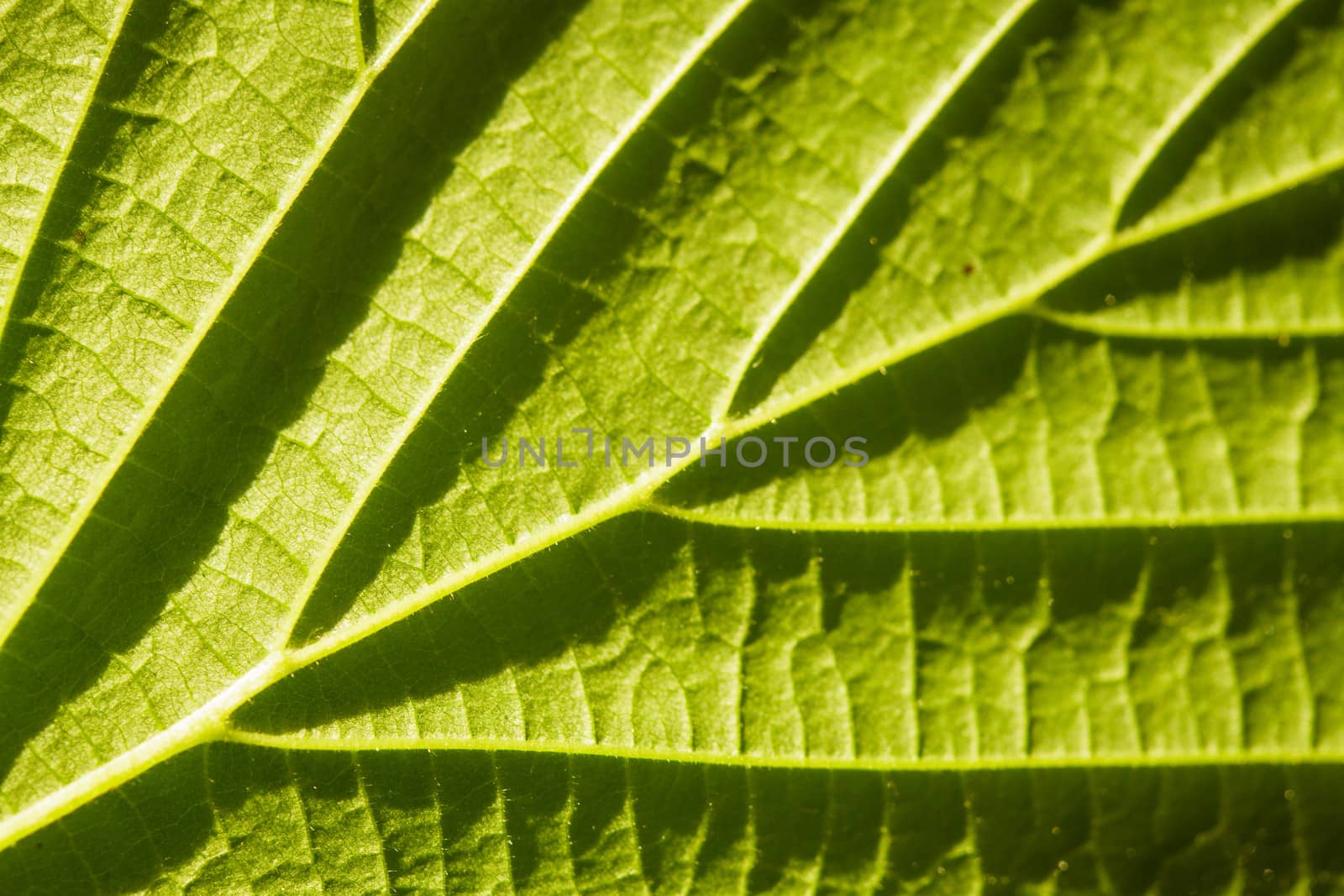 green leaf macro with deep shadows from viens
