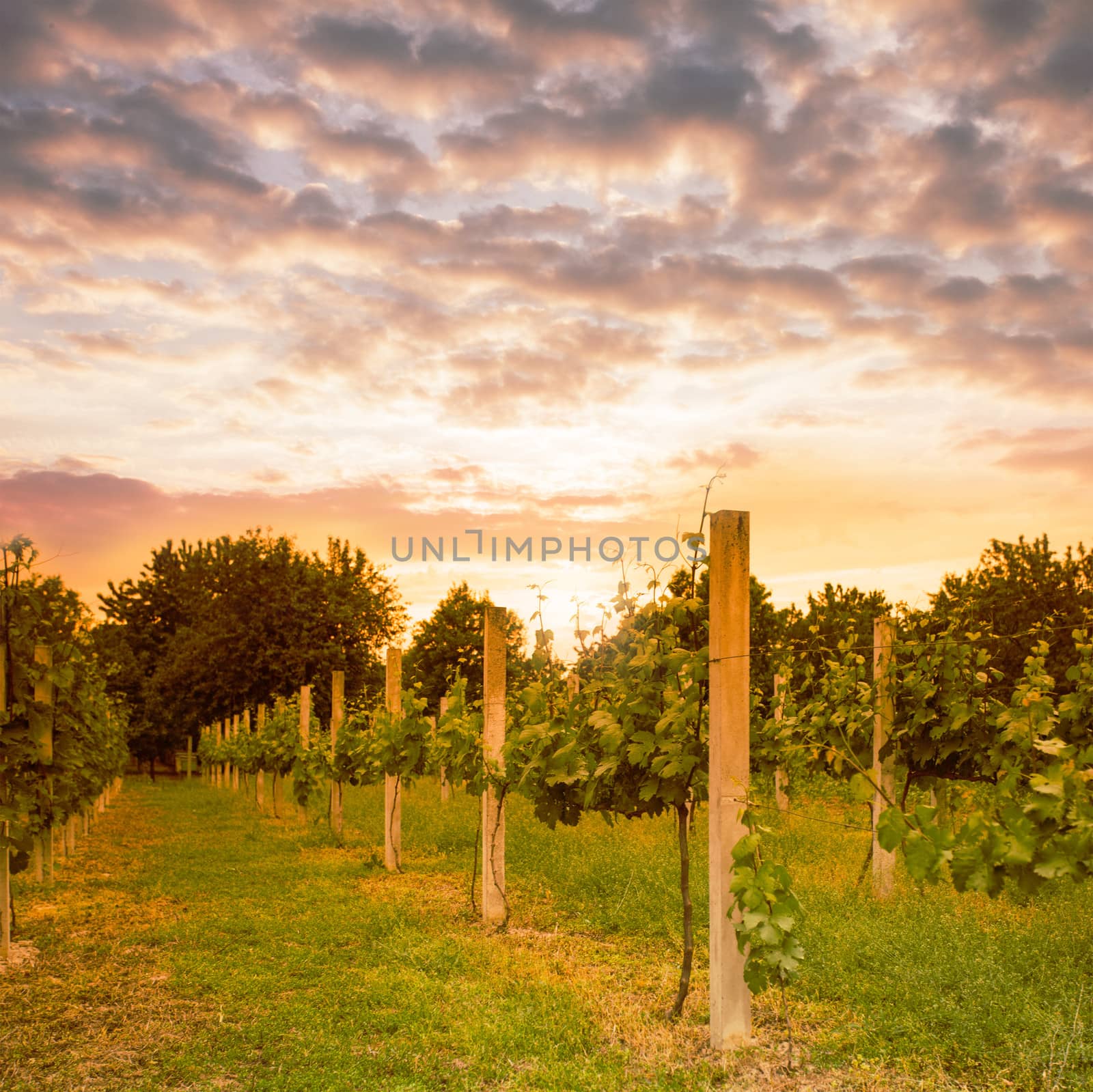 Small vineyard on sunset in the spring
