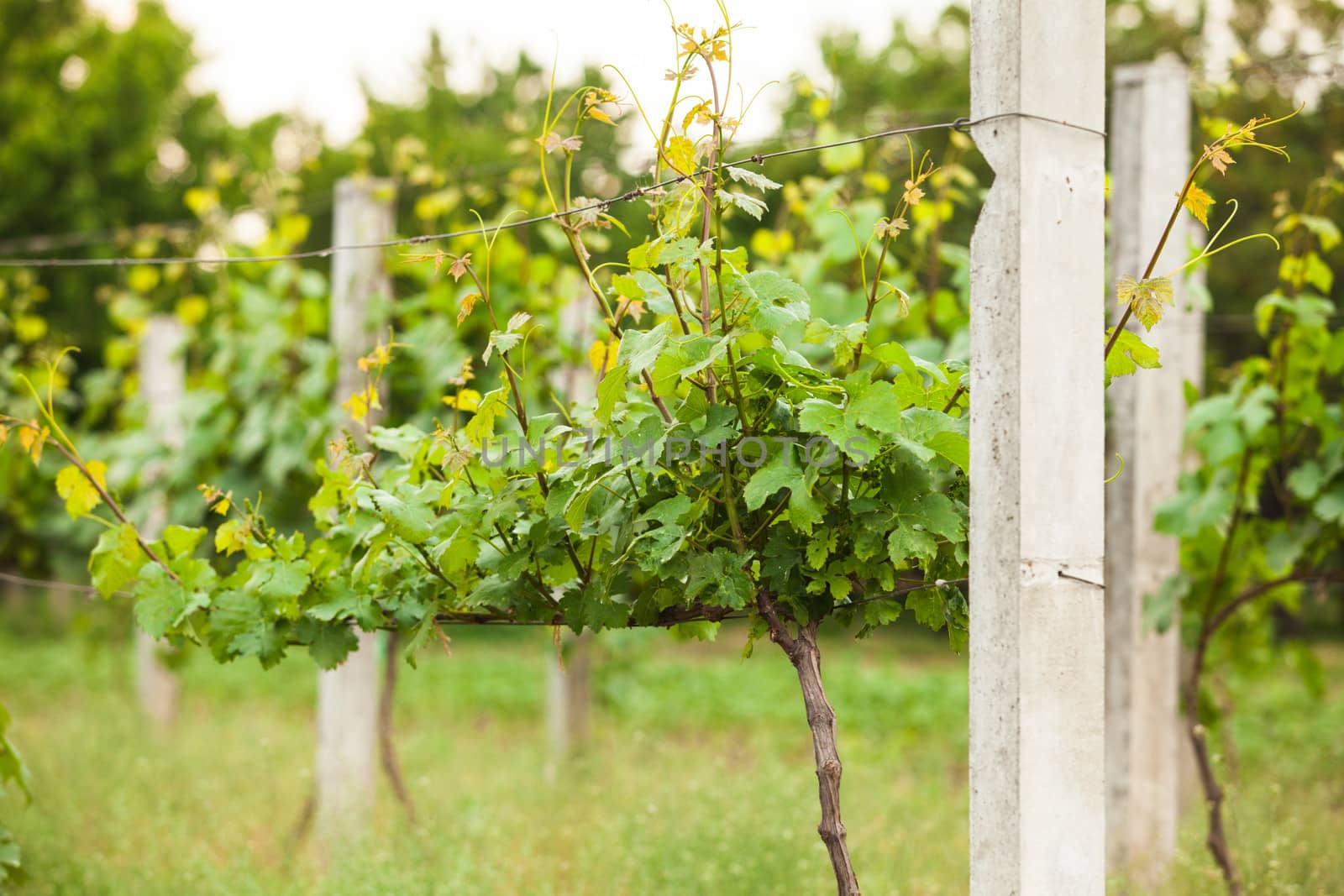 Young green vineyard rows in the spring