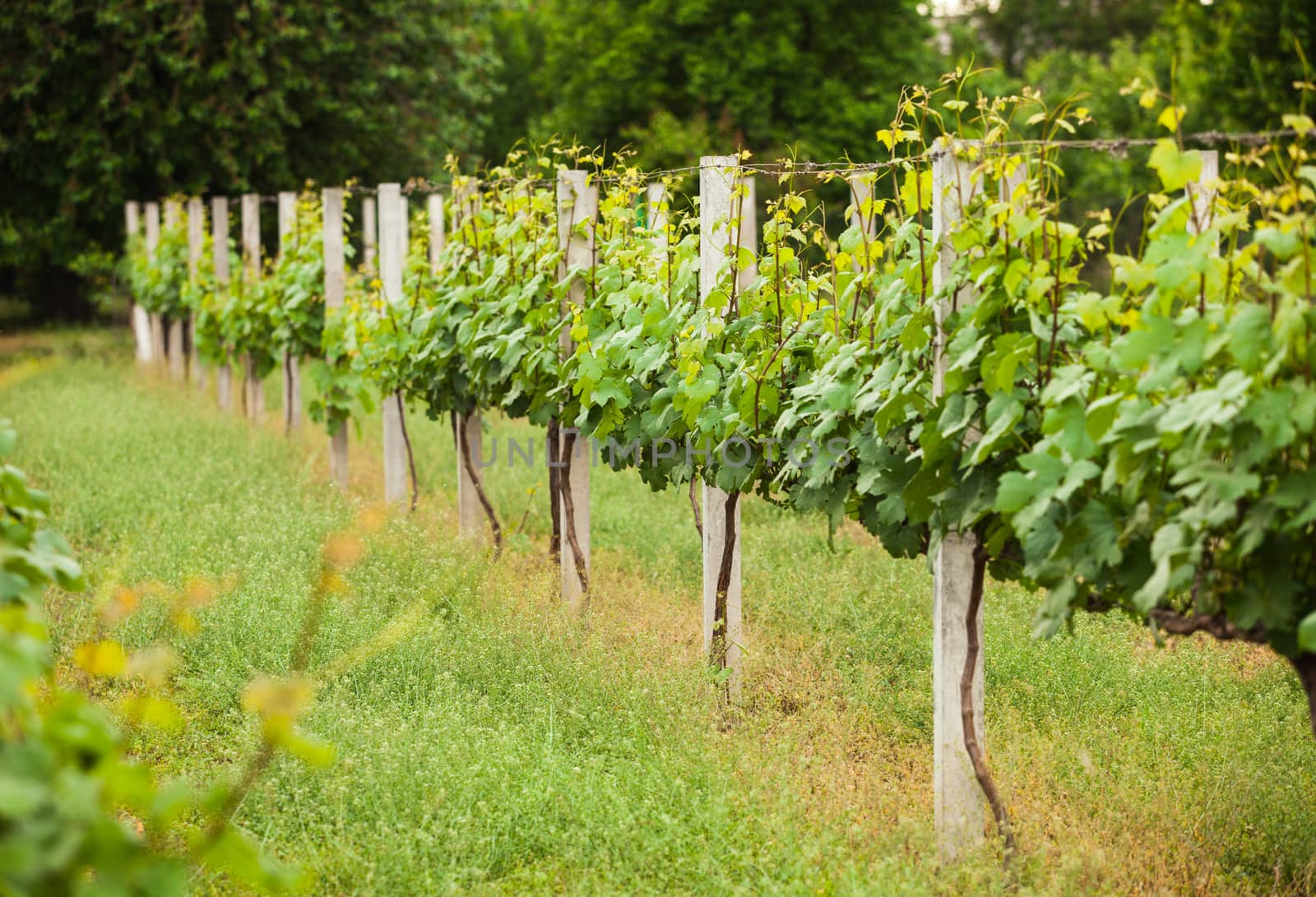 Young green vineyard rows in the spring