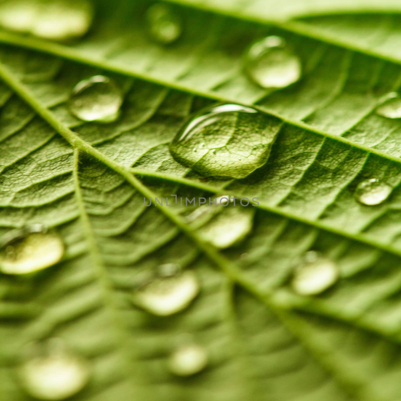 Green leaf macro by oksix