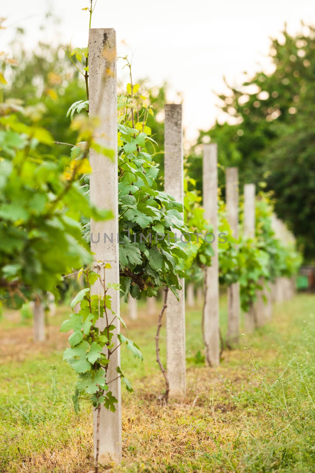 Young green vineyard rows in the spring