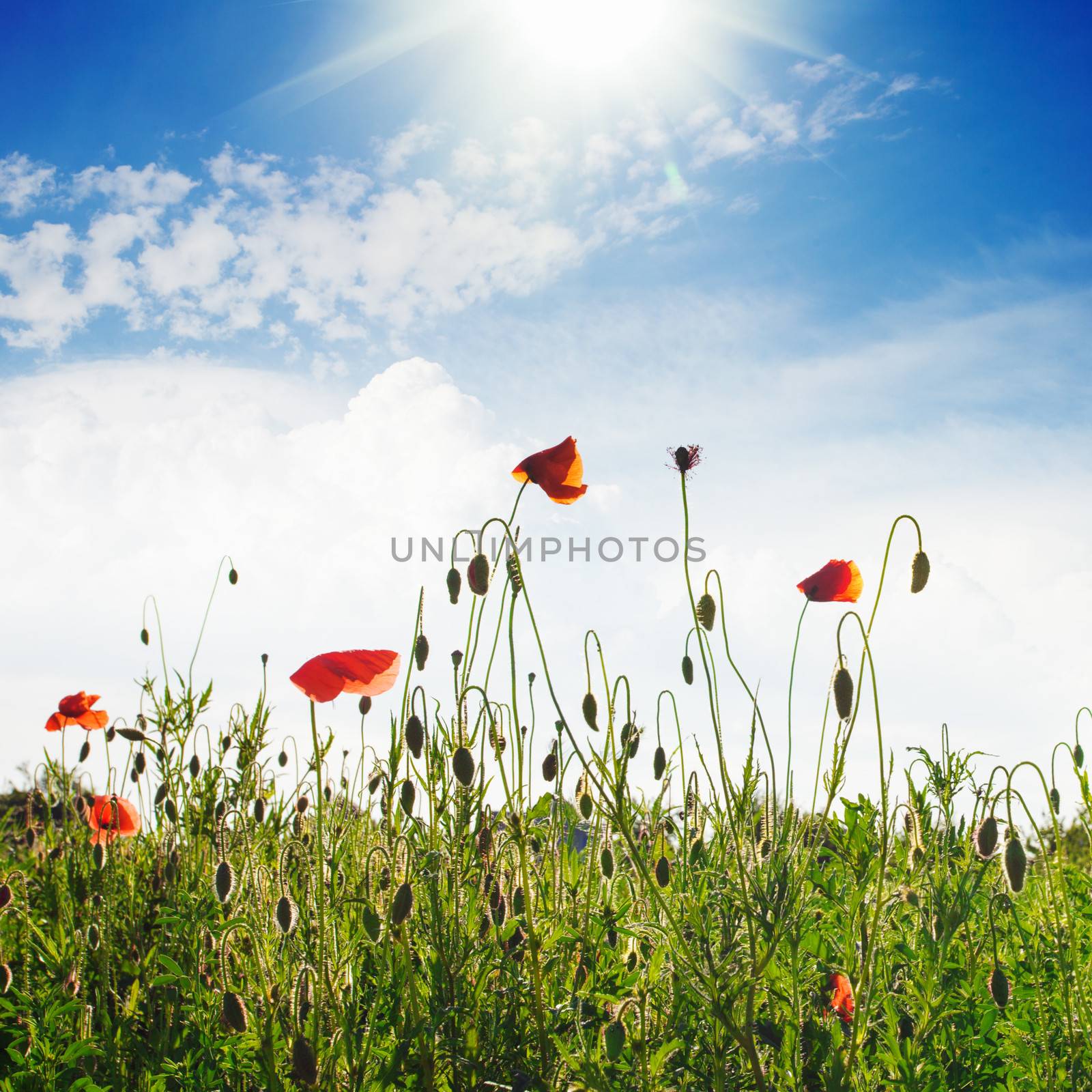 Poppies field over blue sky with sunshine