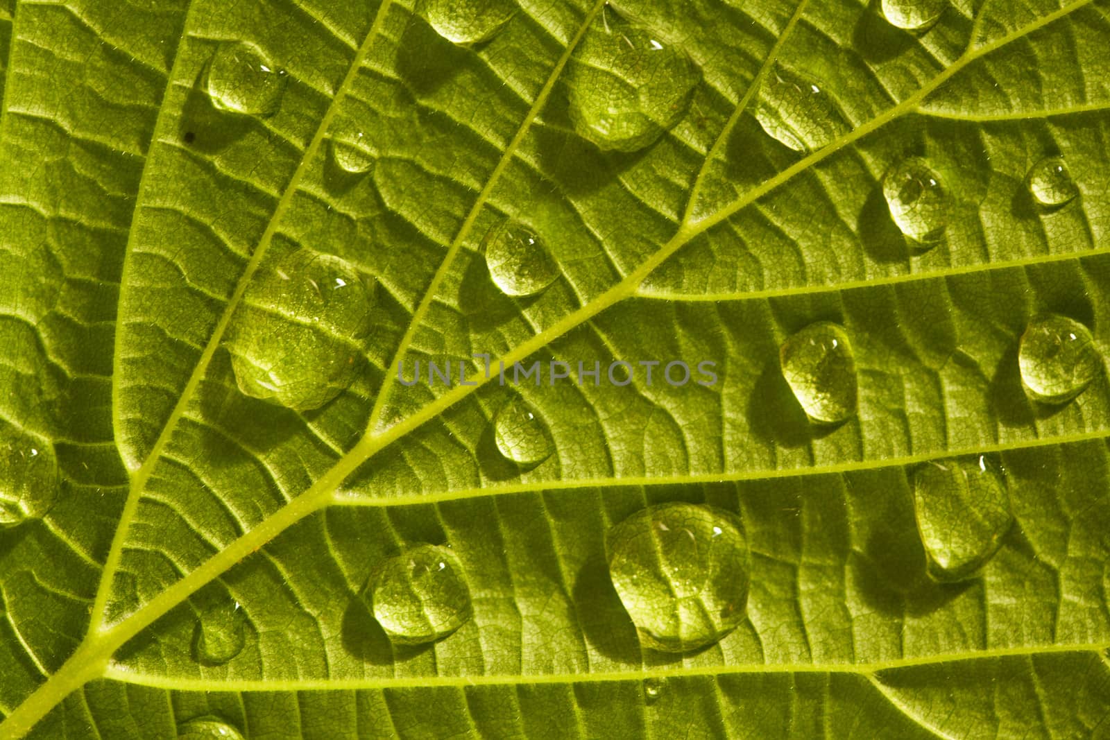 Green leaf macro with water drops close up