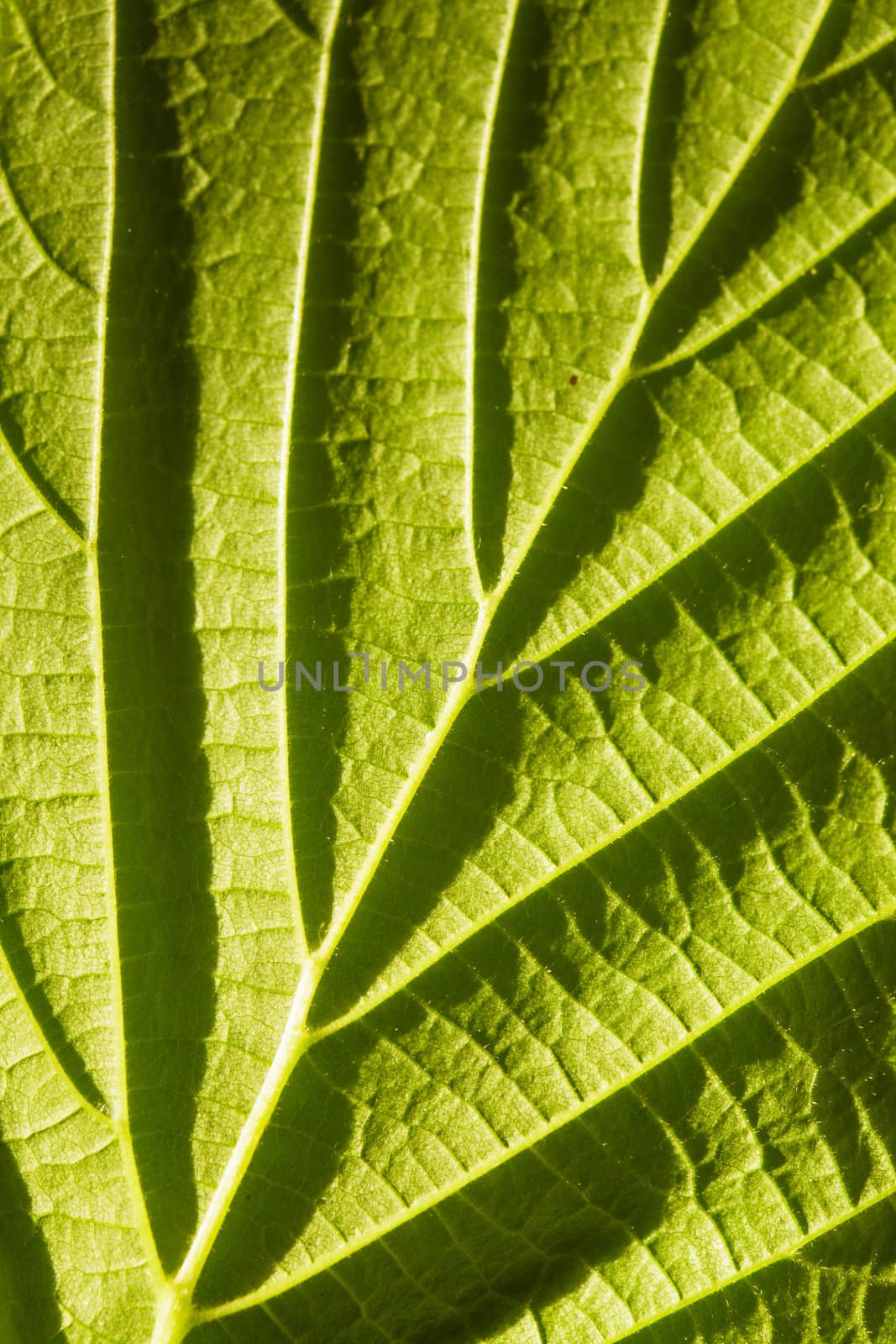green leaf macro by oksix