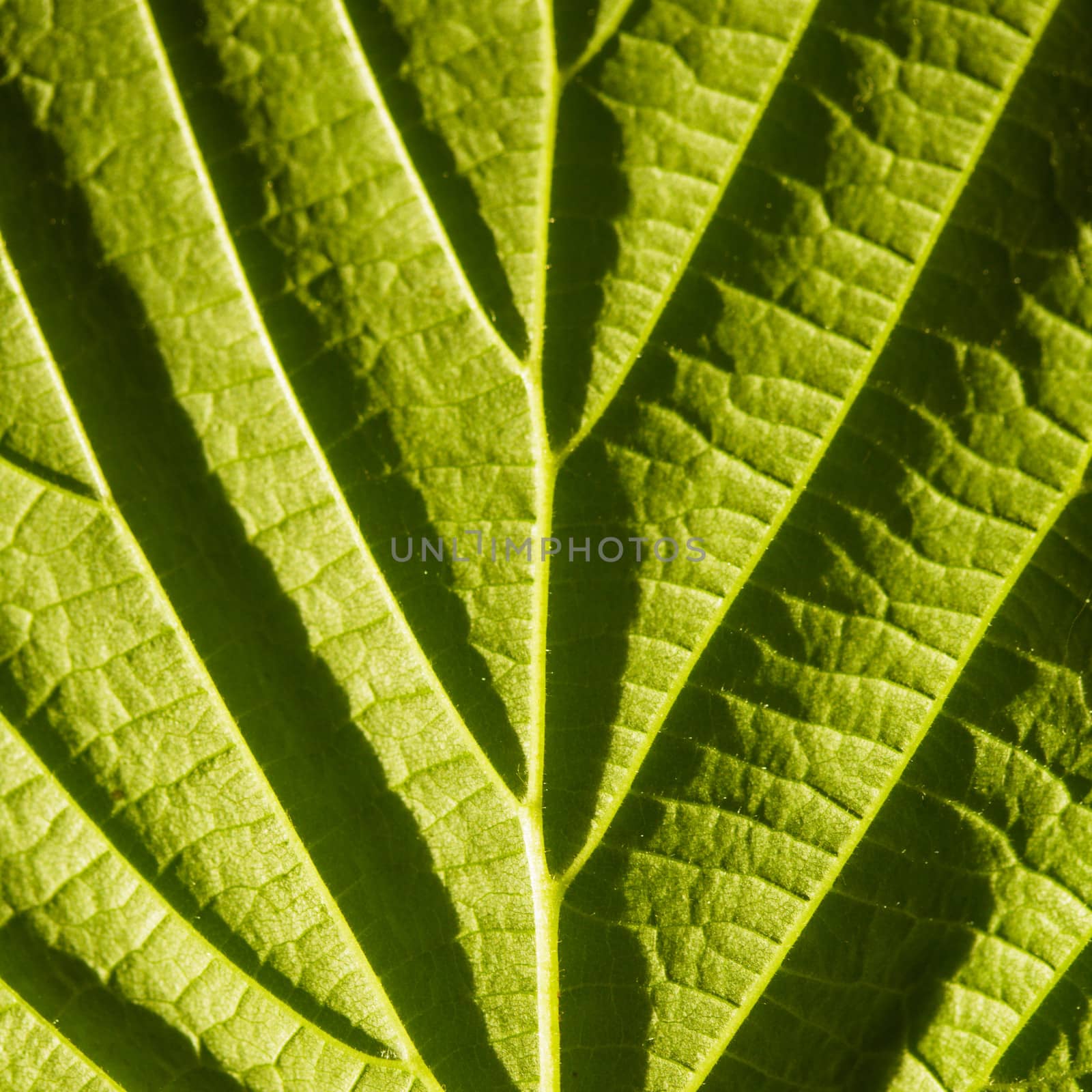 green leaf macro with deep shadows from viens