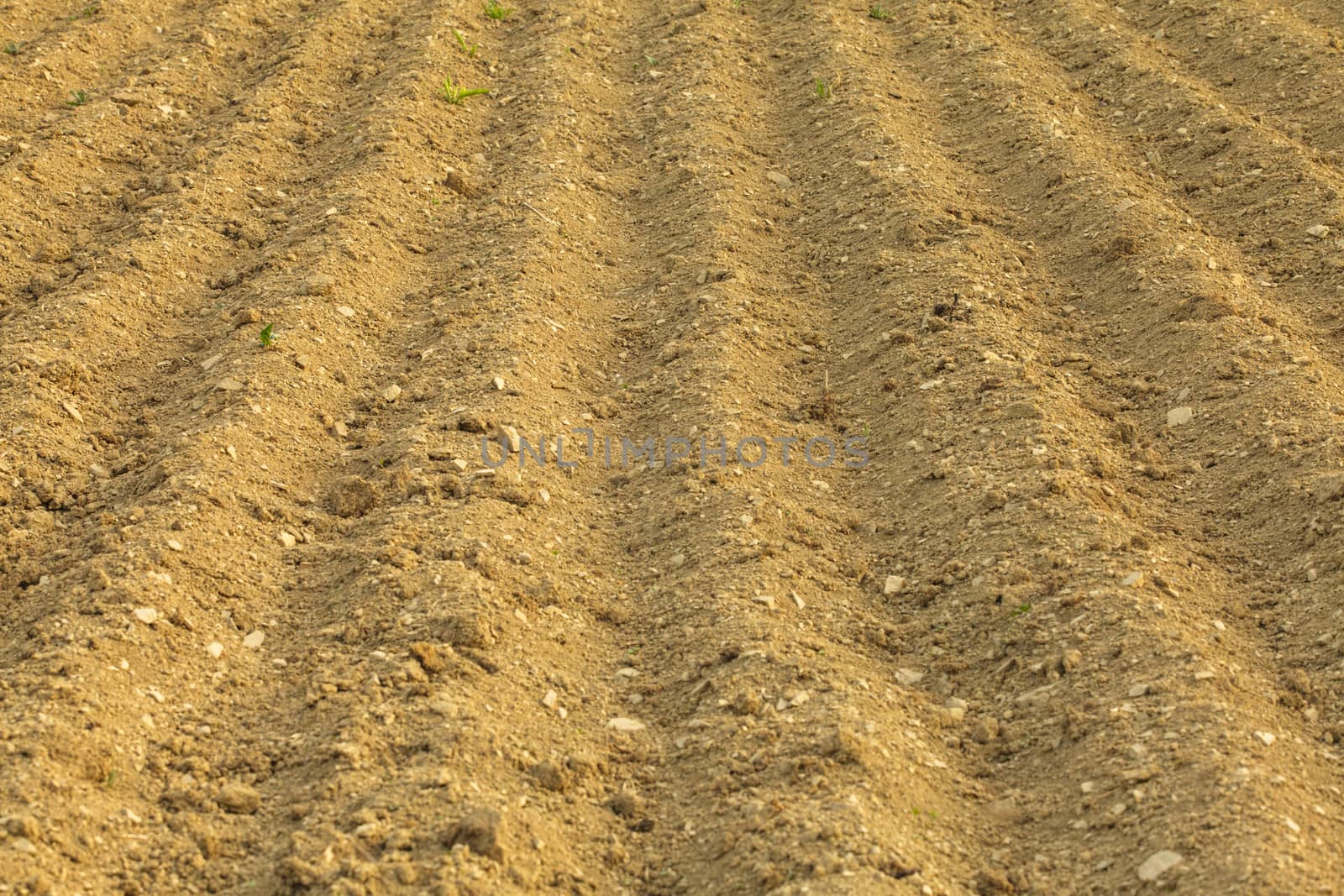 furrows on the field for cultivating plants